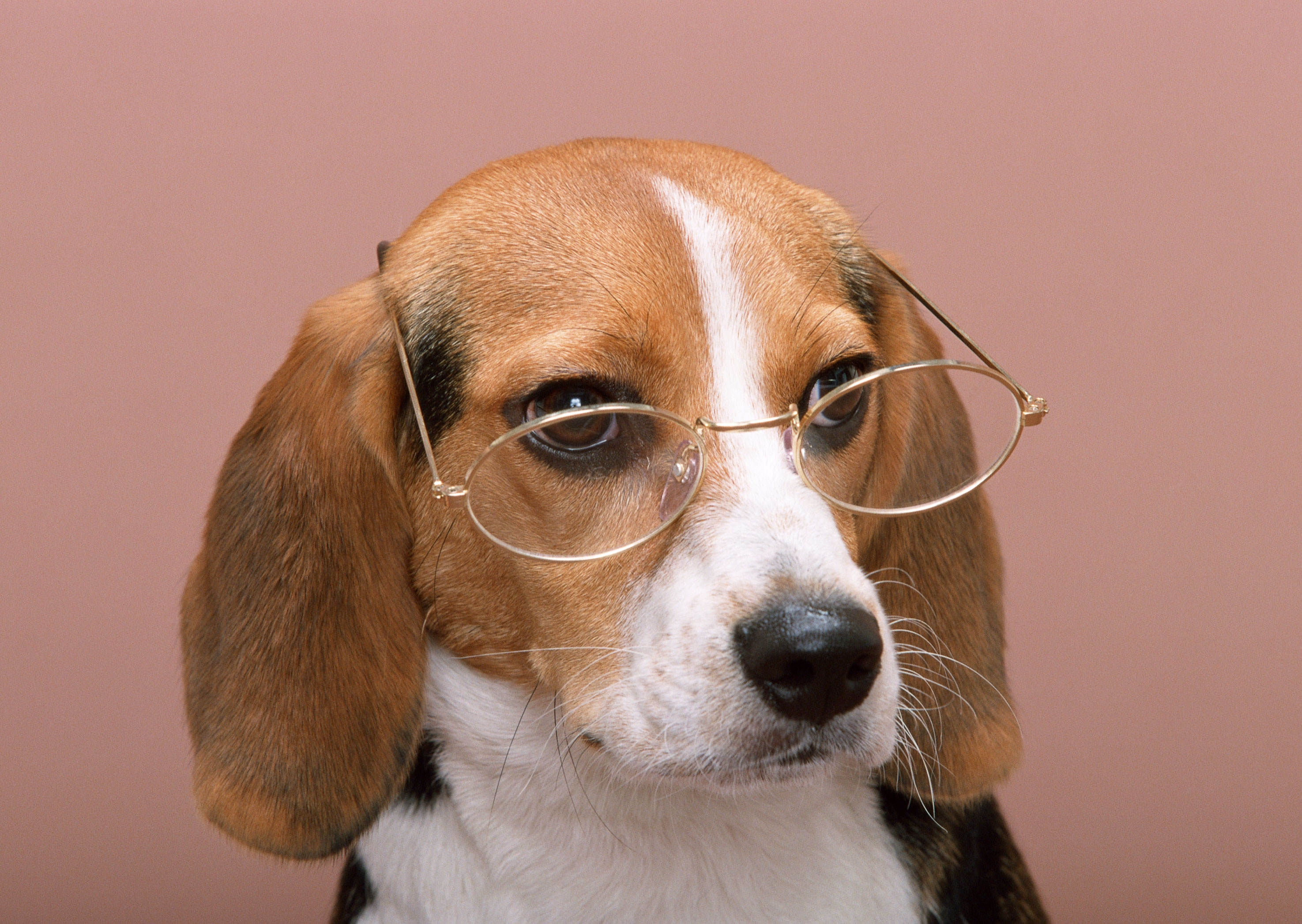 115371 завантажити шпалери тварини, собака, пес, окуляри, рожевий фон, рожеве тло - заставки і картинки безкоштовно