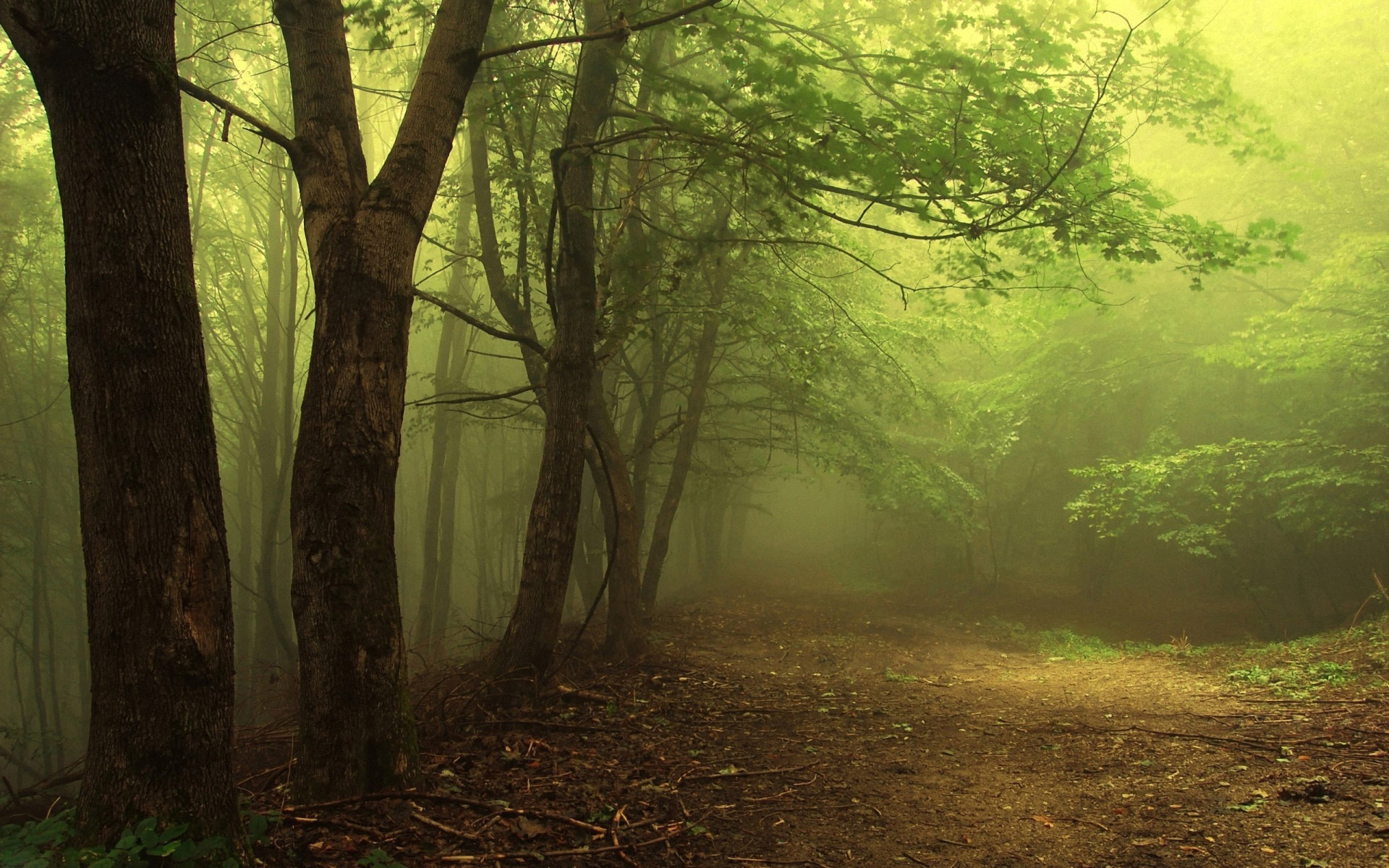 Free download wallpaper Forest, Tree, Fog, Earth, Path on your PC desktop