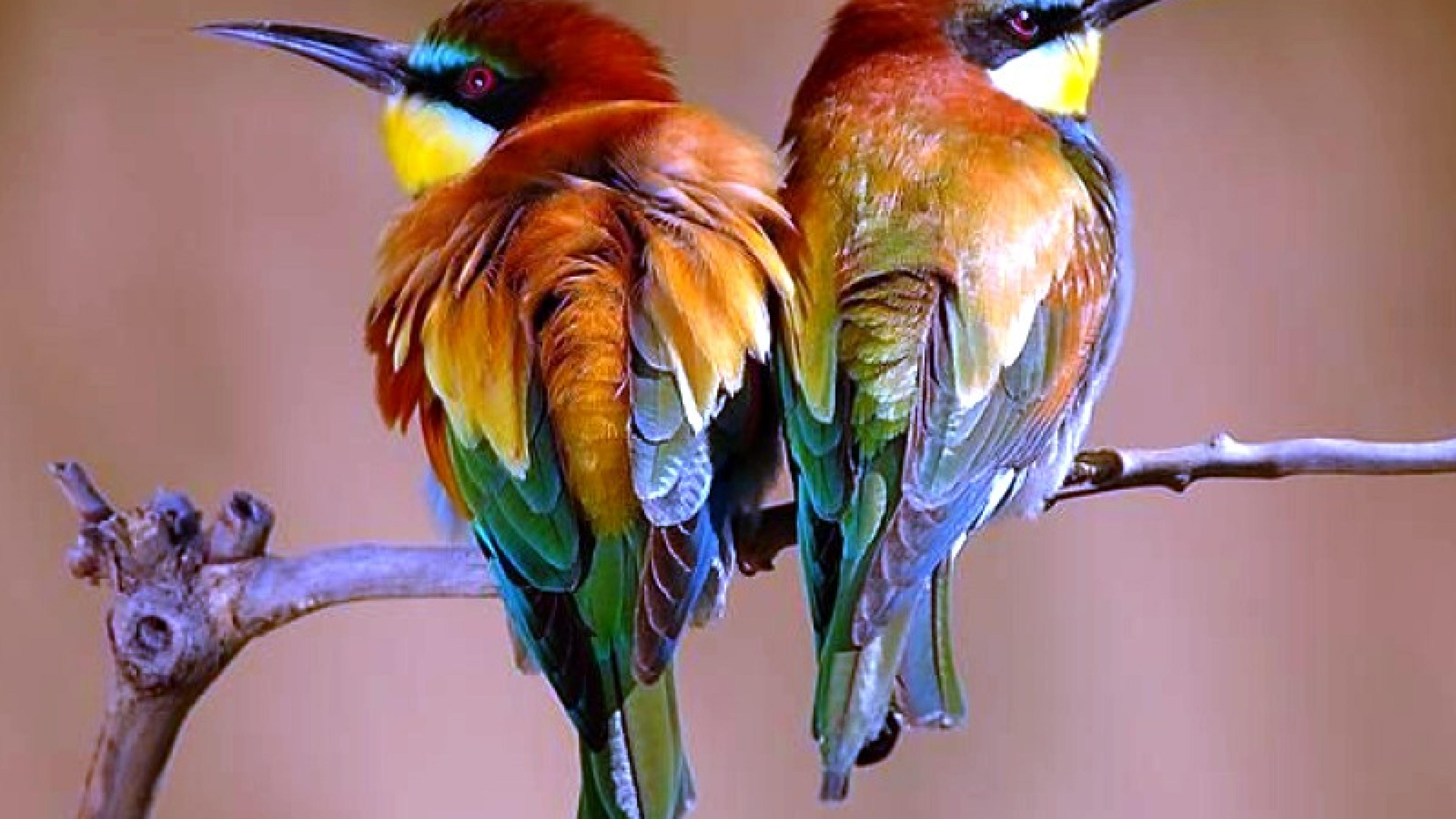 Free download wallpaper Bird, Branch, Colors, Animal, Colorful, Bee Eater on your PC desktop