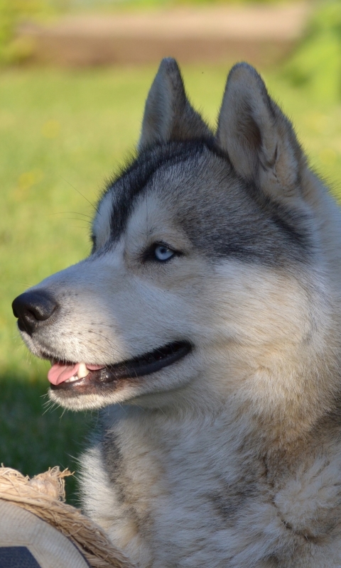 Handy-Wallpaper Tiere, Hunde, Hund, Schlittenhund kostenlos herunterladen.