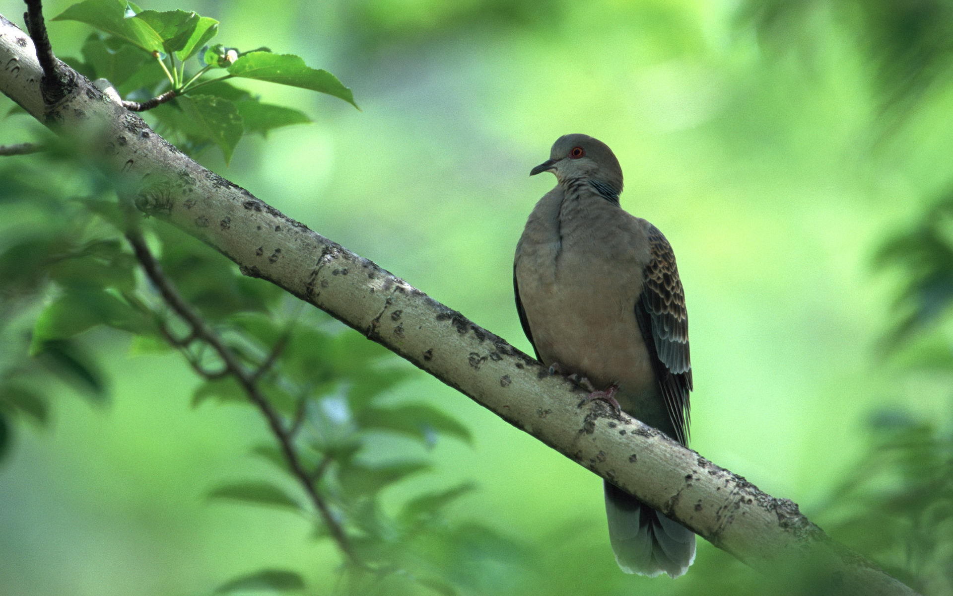 電話スクリーンに最適な襟付きの鳩の壁紙