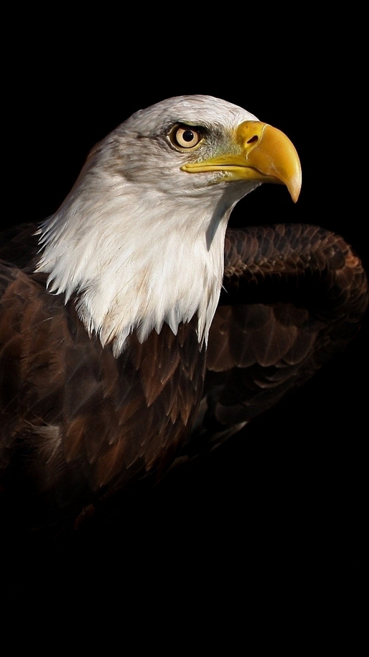 Download mobile wallpaper Birds, Animal, Eagle, Bald Eagle for free.