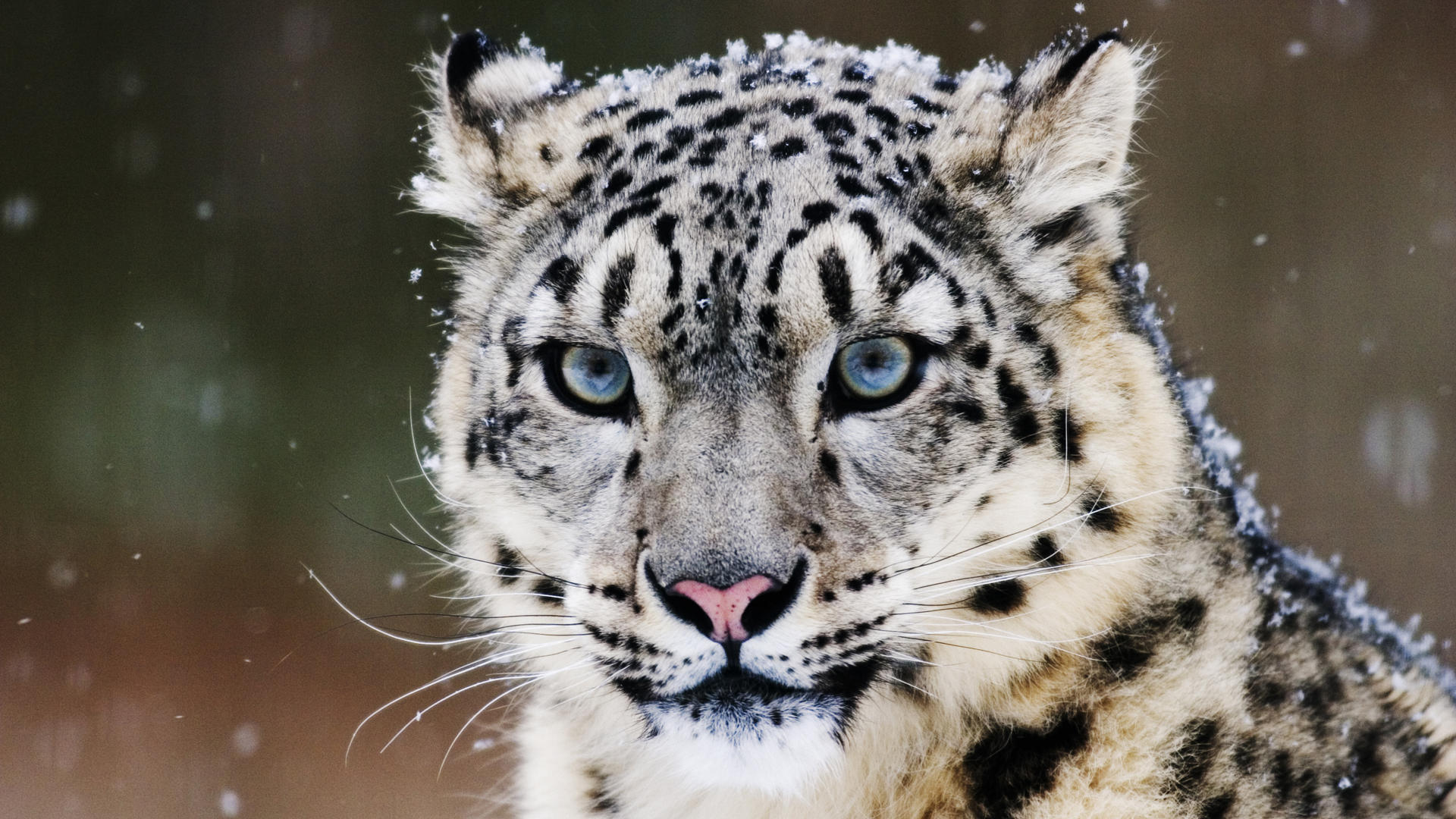 262795 descargar fondo de pantalla leopardo de las nieves, animales, gatos: protectores de pantalla e imágenes gratis