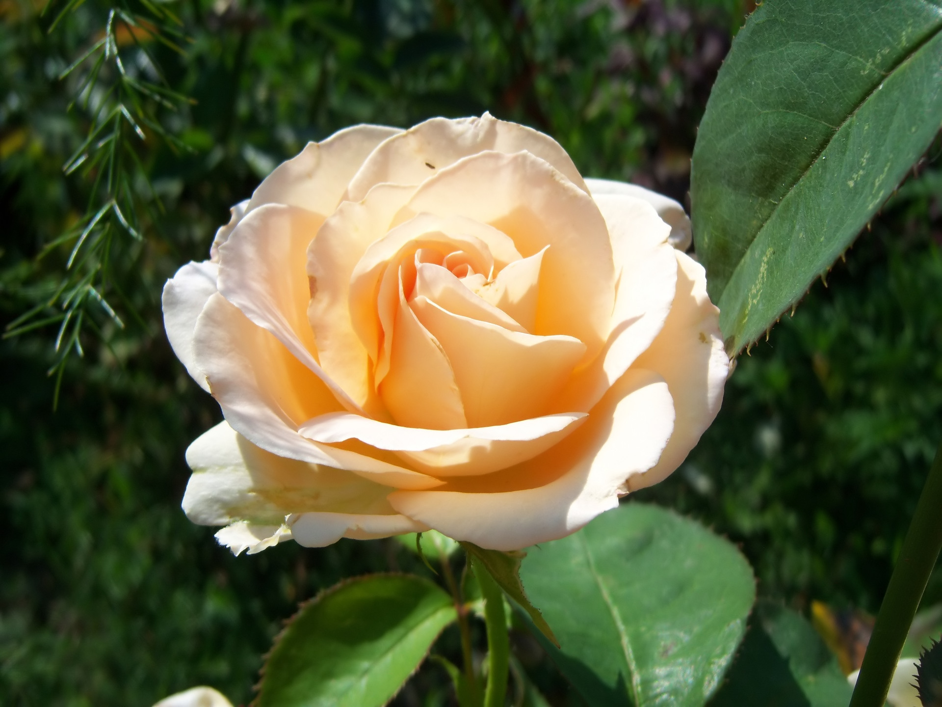 Téléchargez gratuitement l'image Fleurs, Rose, Terre/nature sur le bureau de votre PC