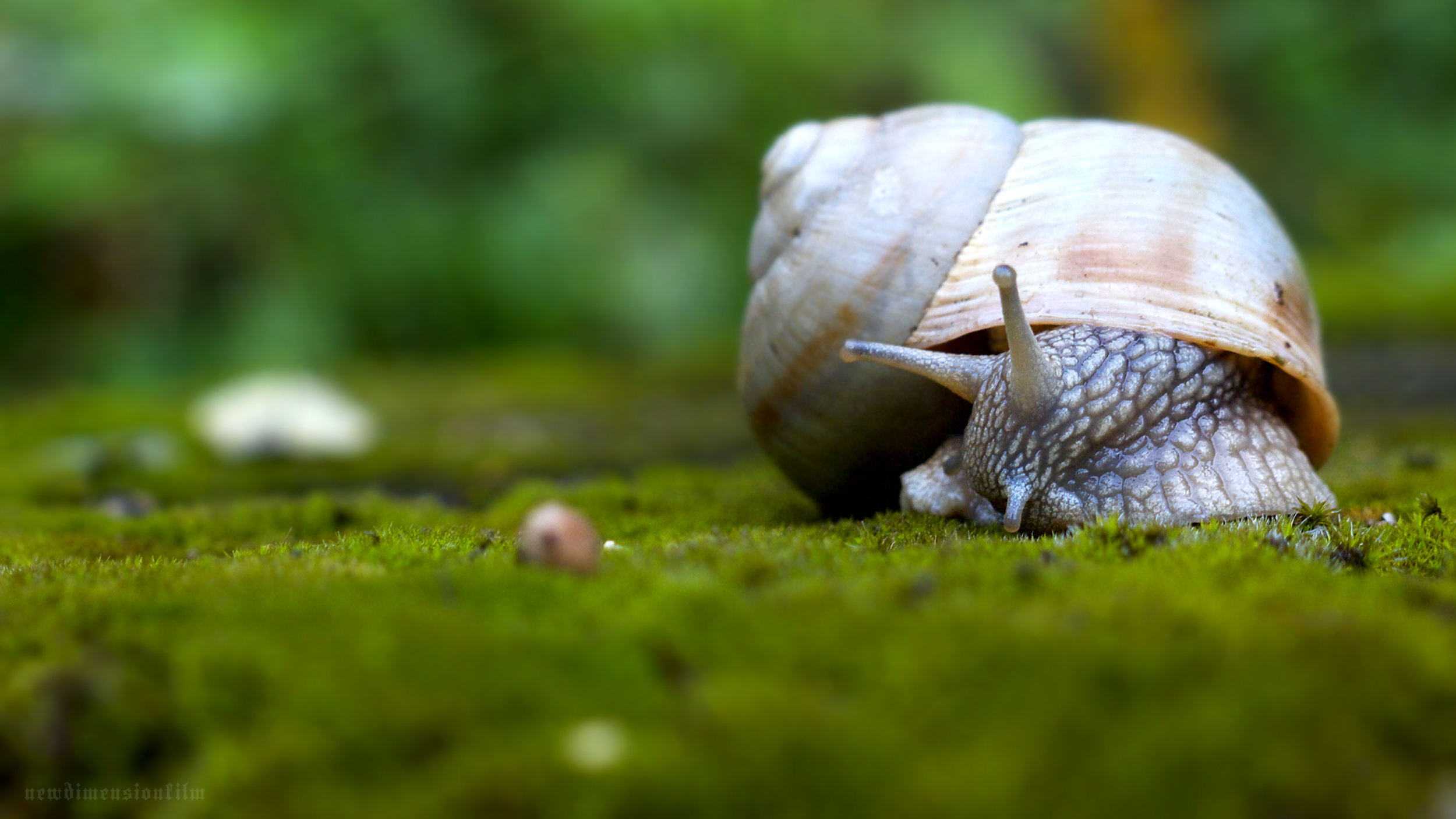animal, snail cell phone wallpapers