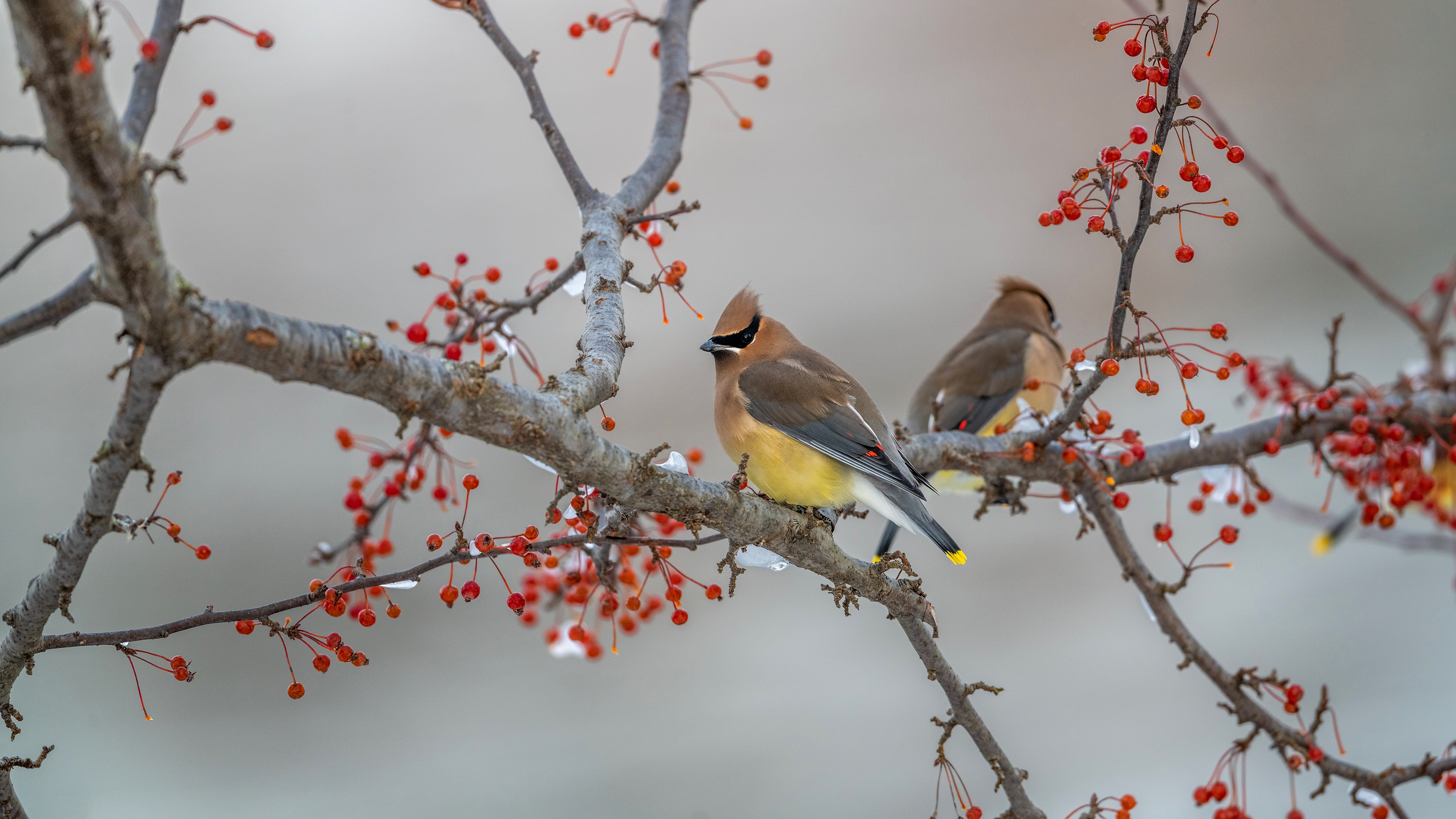 Download mobile wallpaper Birds, Bird, Branch, Berry, Animal, Waxwing for free.