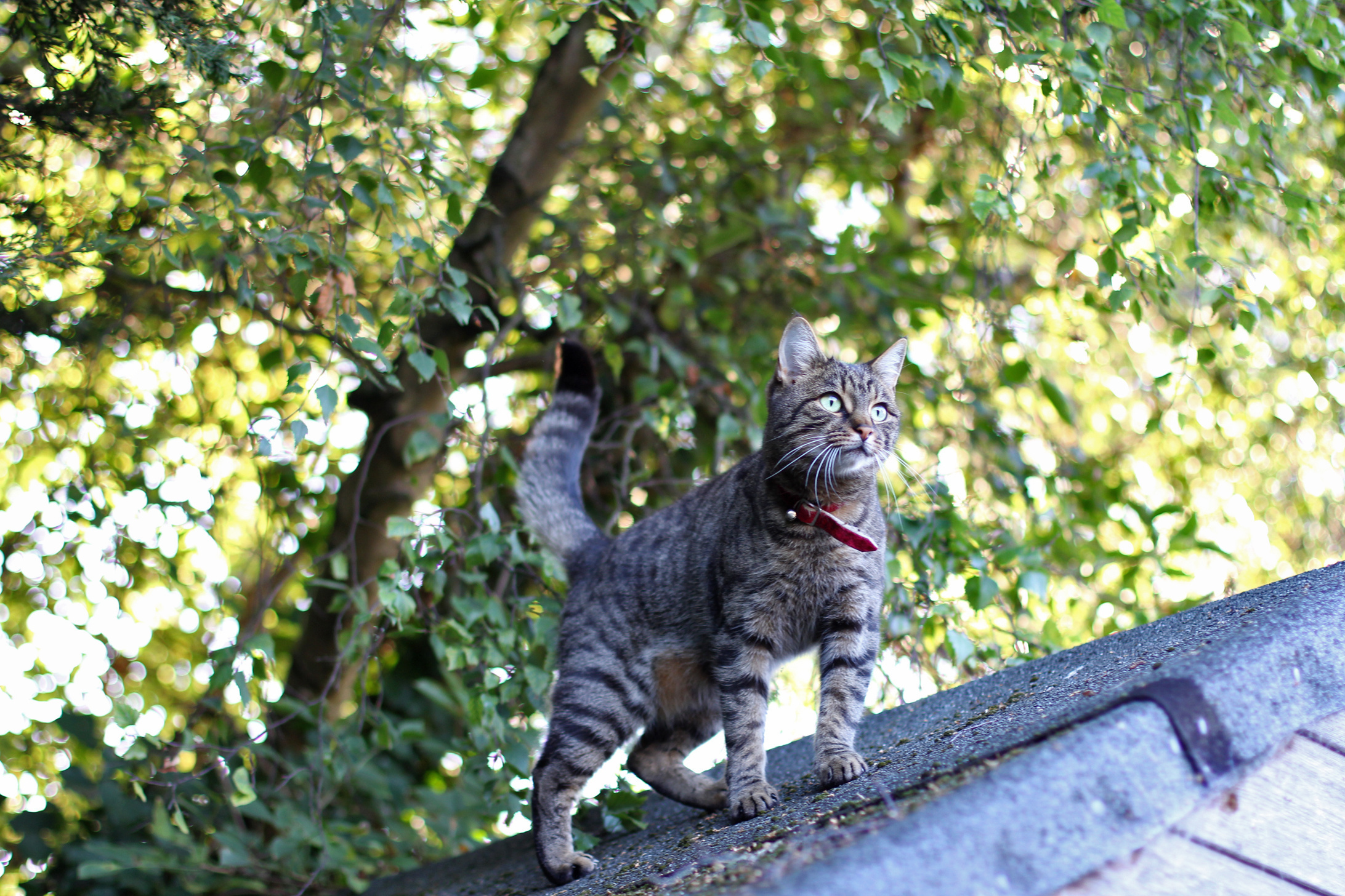 Handy-Wallpaper Tiere, Katzen, Katze kostenlos herunterladen.