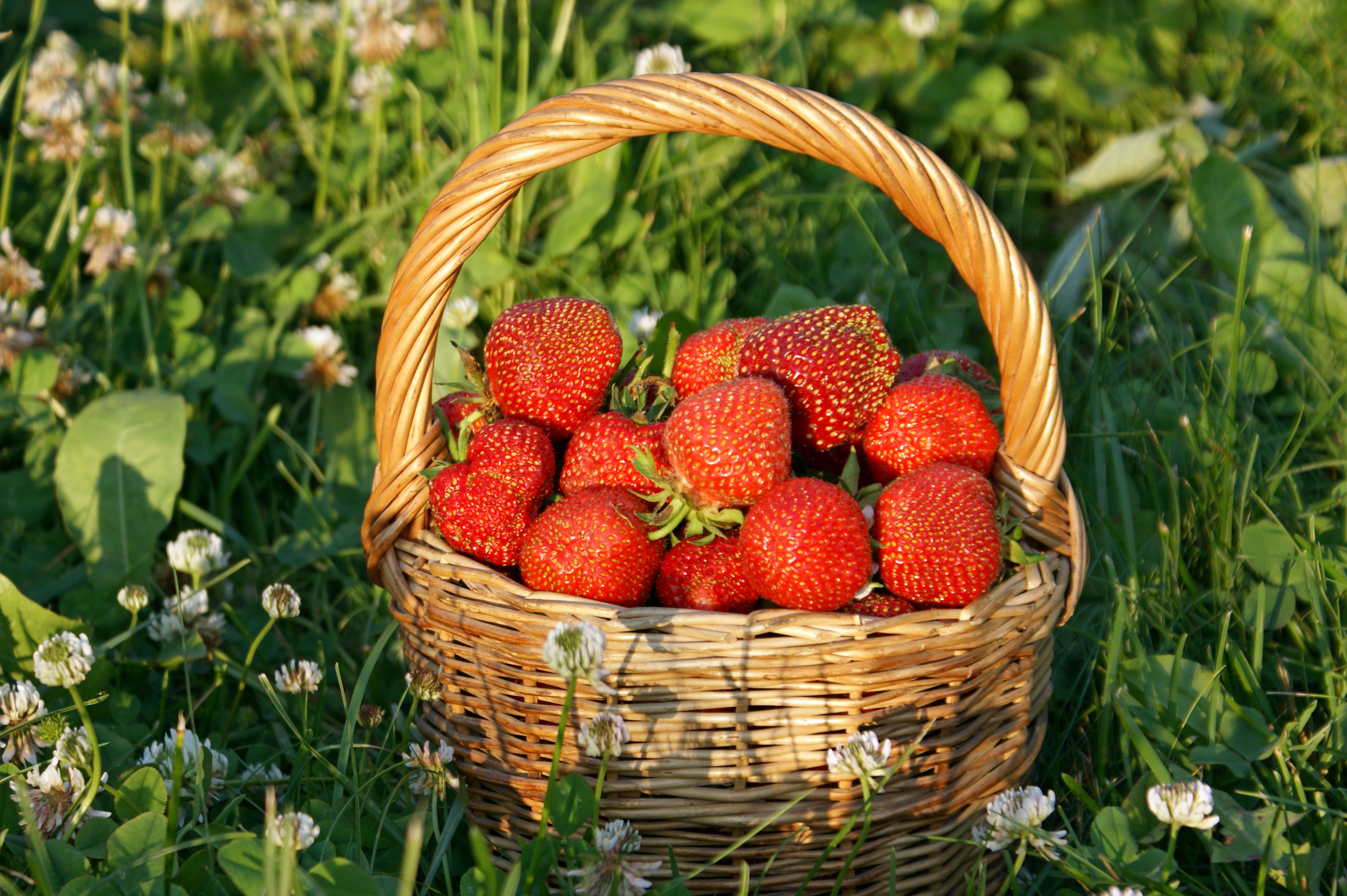 Handy-Wallpaper Erdbeere, Frucht, Korb, Nahrungsmittel, Früchte kostenlos herunterladen.