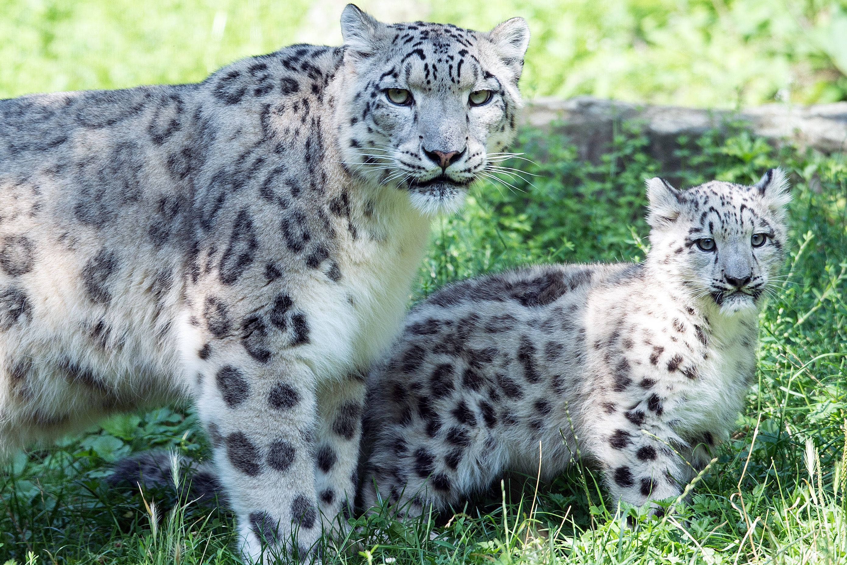 Download mobile wallpaper Snow Leopard, Cats, Animal for free.