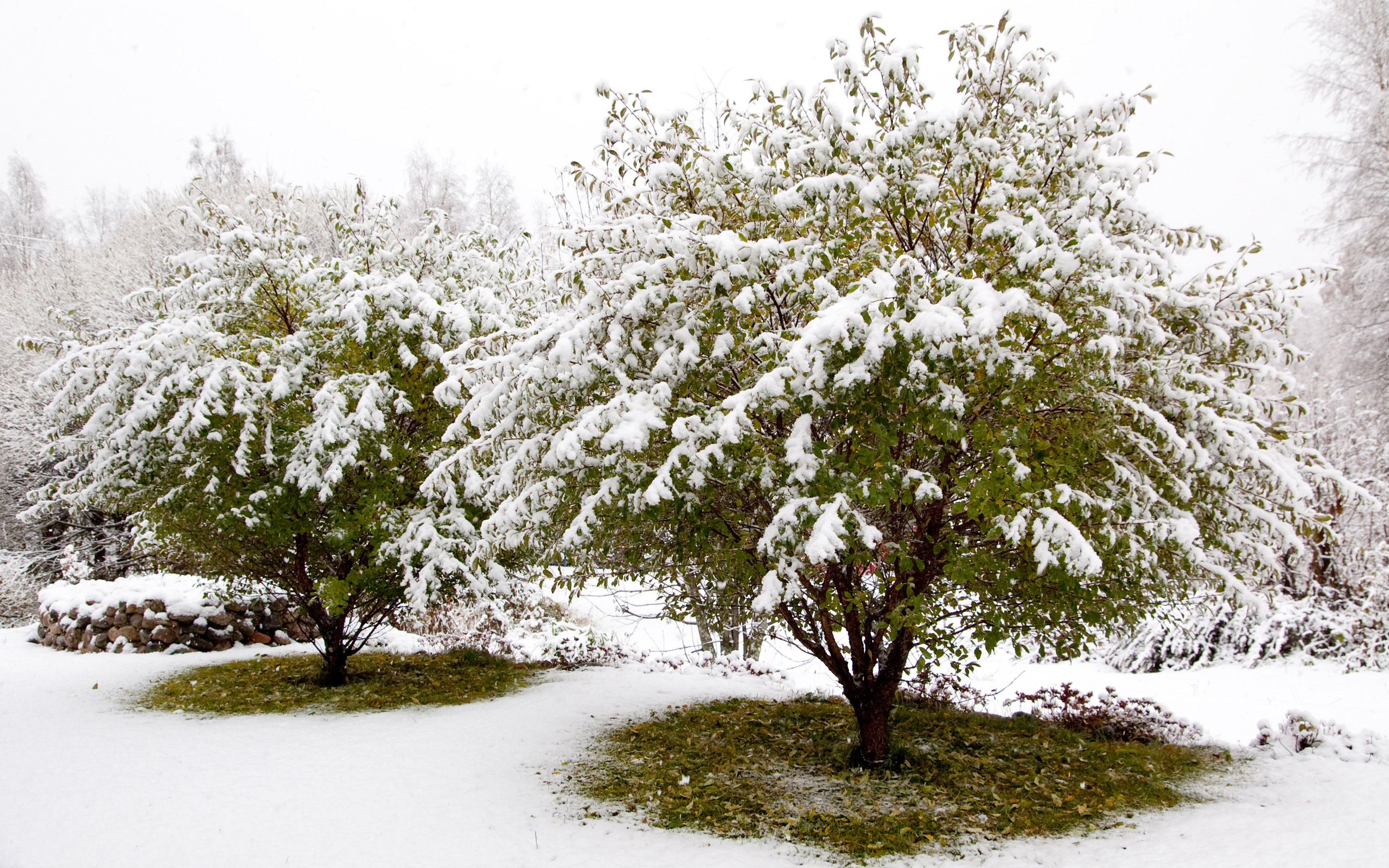 Descarga gratis la imagen Invierno, Tierra/naturaleza en el escritorio de tu PC