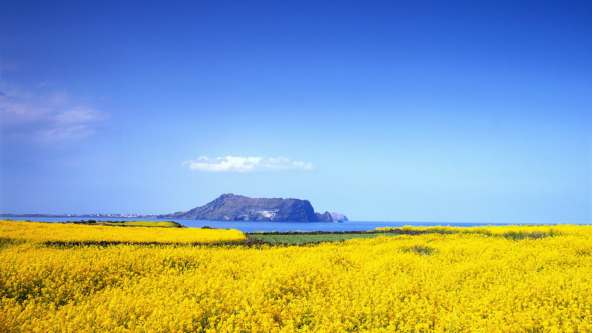 Handy-Wallpaper Japan, Blumen, Blume, Erde/natur kostenlos herunterladen.