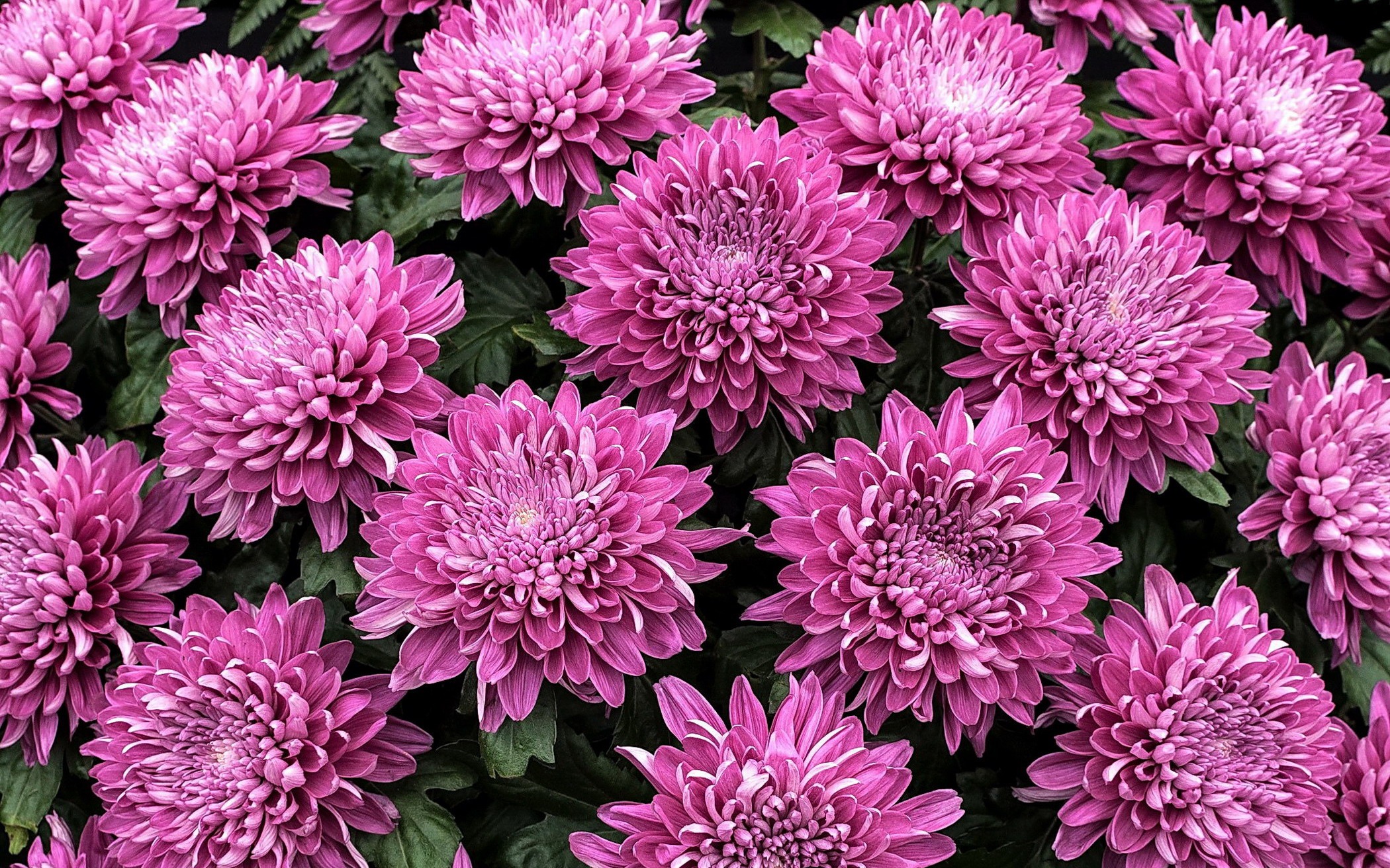 Descarga gratis la imagen Flores, Crisantemo, Flor, Flor Purpura, Tierra/naturaleza en el escritorio de tu PC