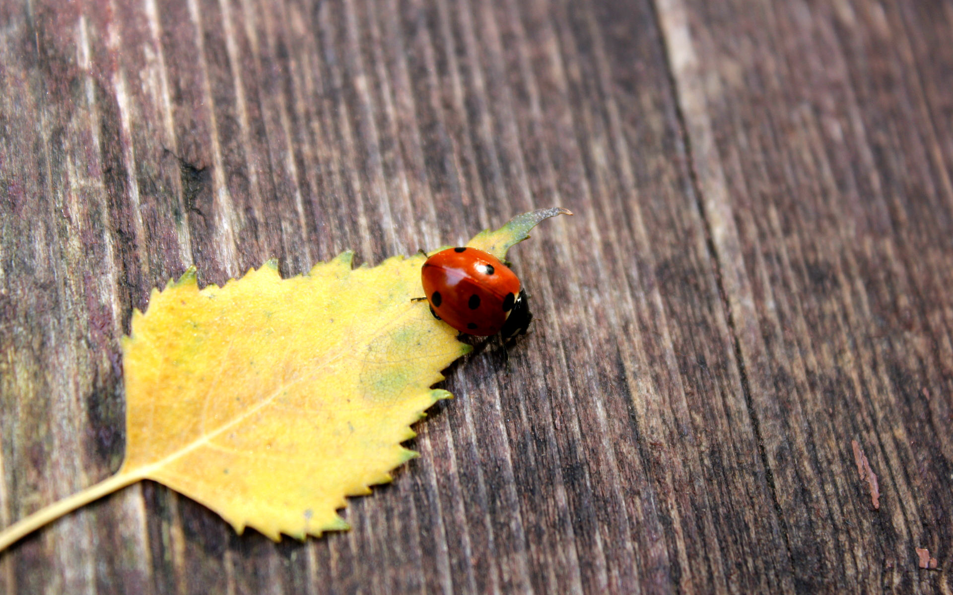 Free download wallpaper Animal, Ladybug on your PC desktop