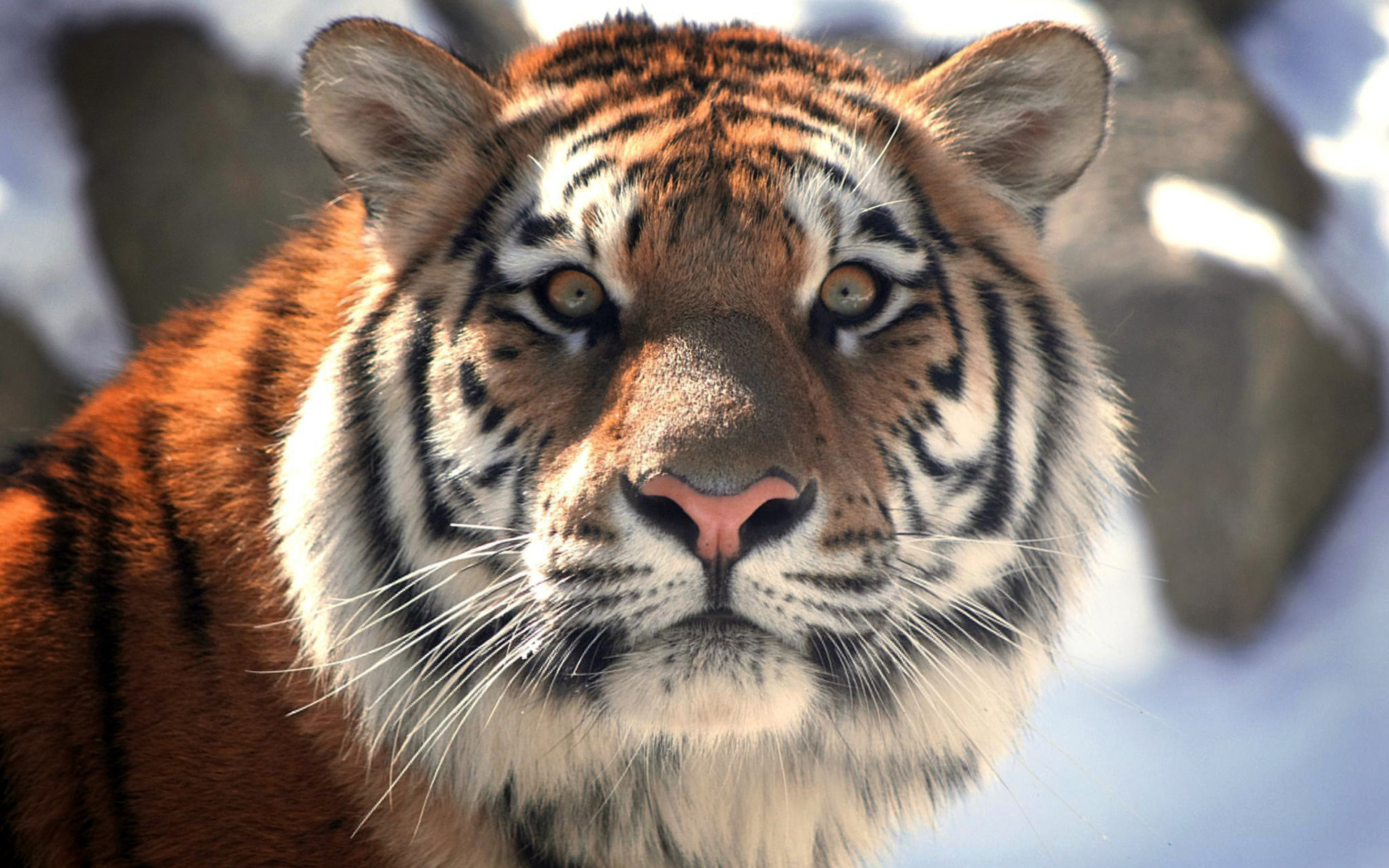 無料モバイル壁紙猫, 動物, 虎をダウンロードします。