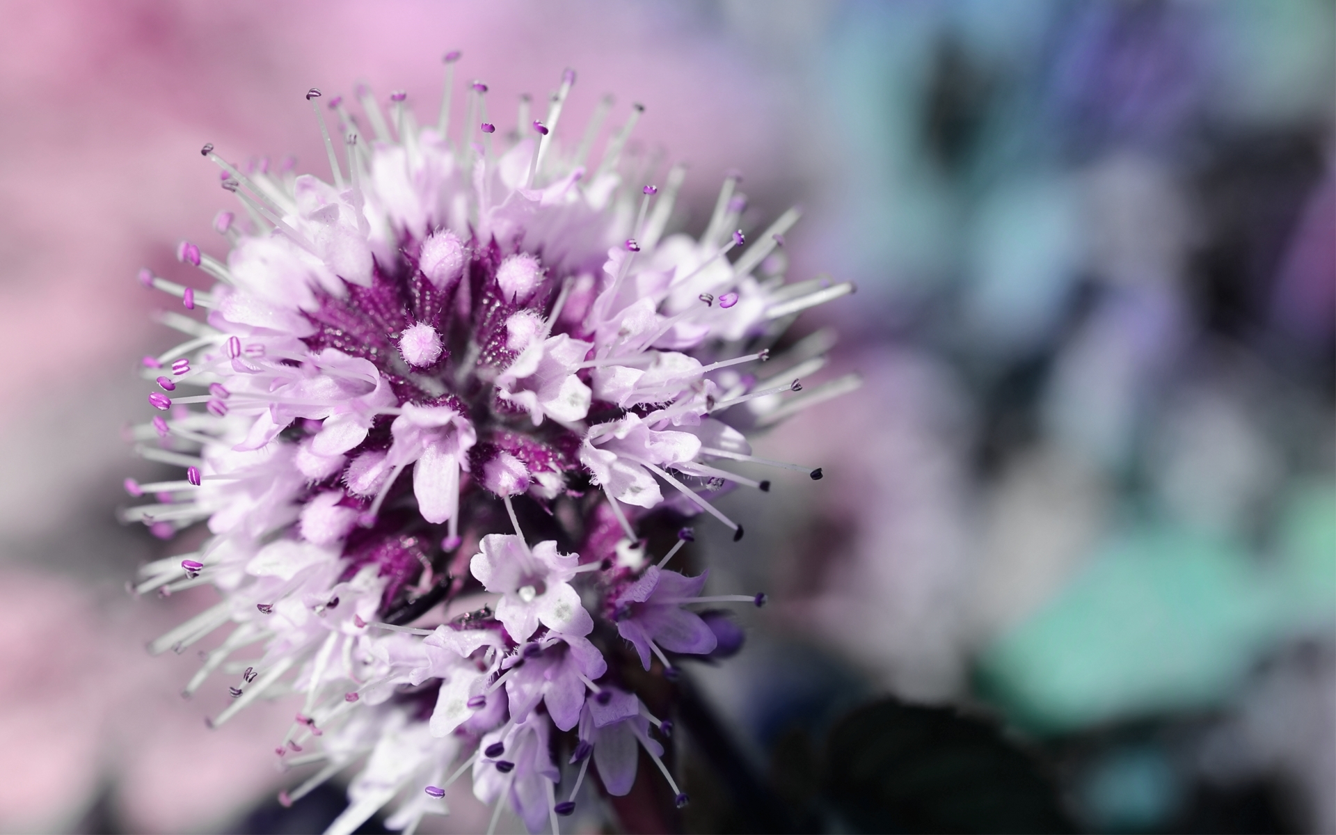 Descarga gratuita de fondo de pantalla para móvil de Flores, Flor, Tierra/naturaleza.