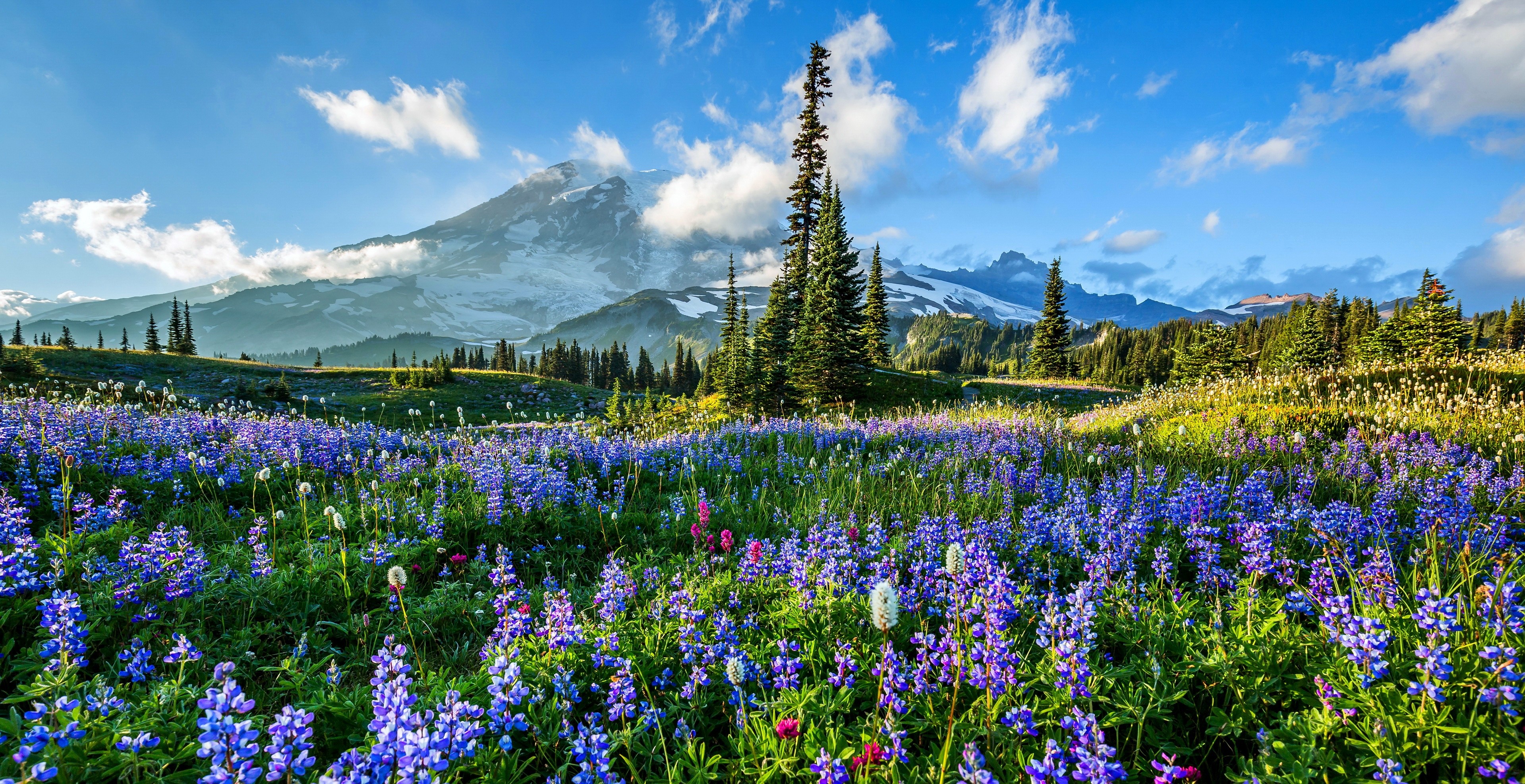 379350画像をダウンロード地球, レーニア山, 分野, 花, ルパン, 山, 紫色の花, 山岳-壁紙とスクリーンセーバーを無料で