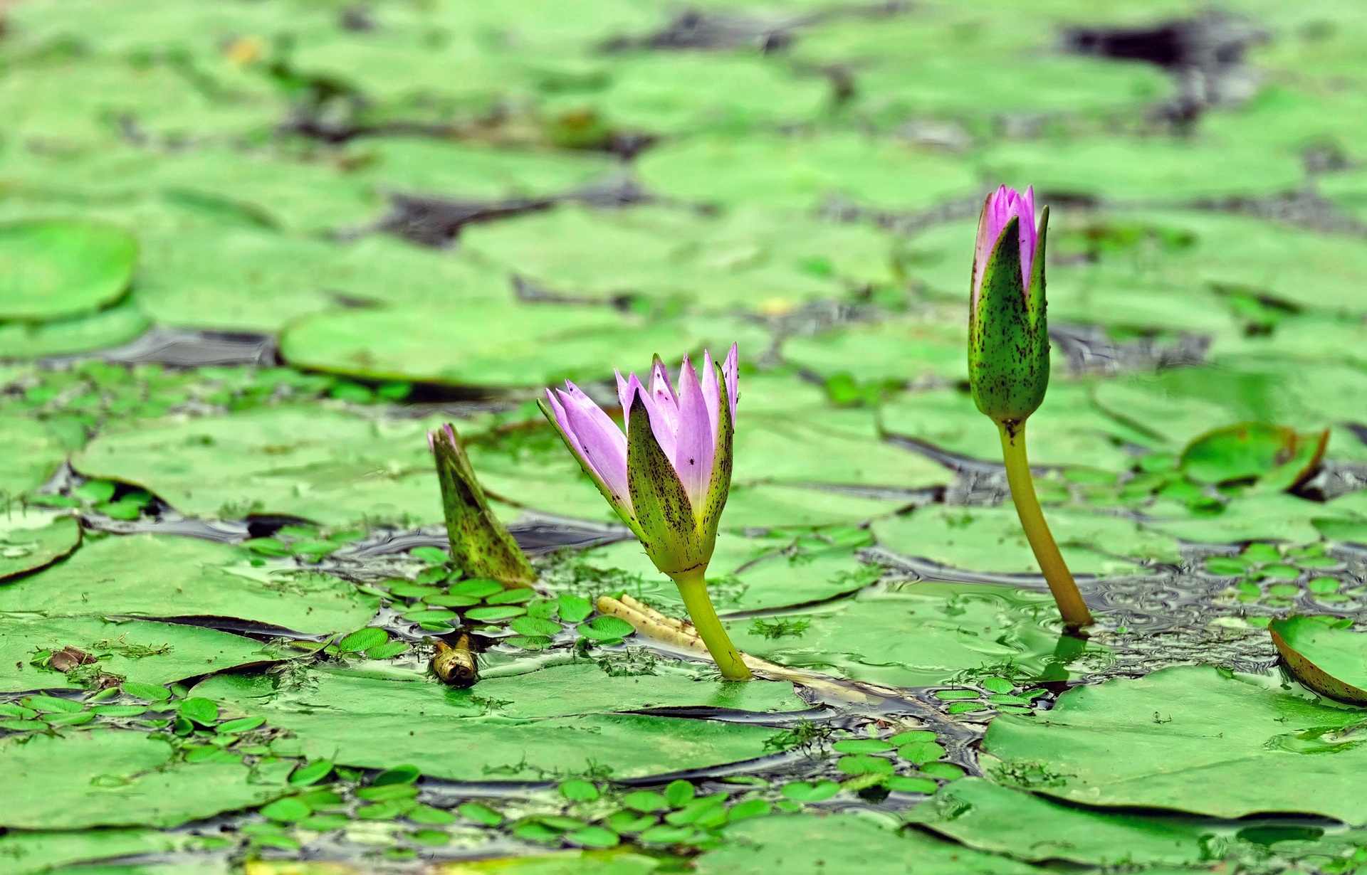 Free download wallpaper Nature, Flowers, Leaf, Earth, Water Lily, Pink Flower on your PC desktop