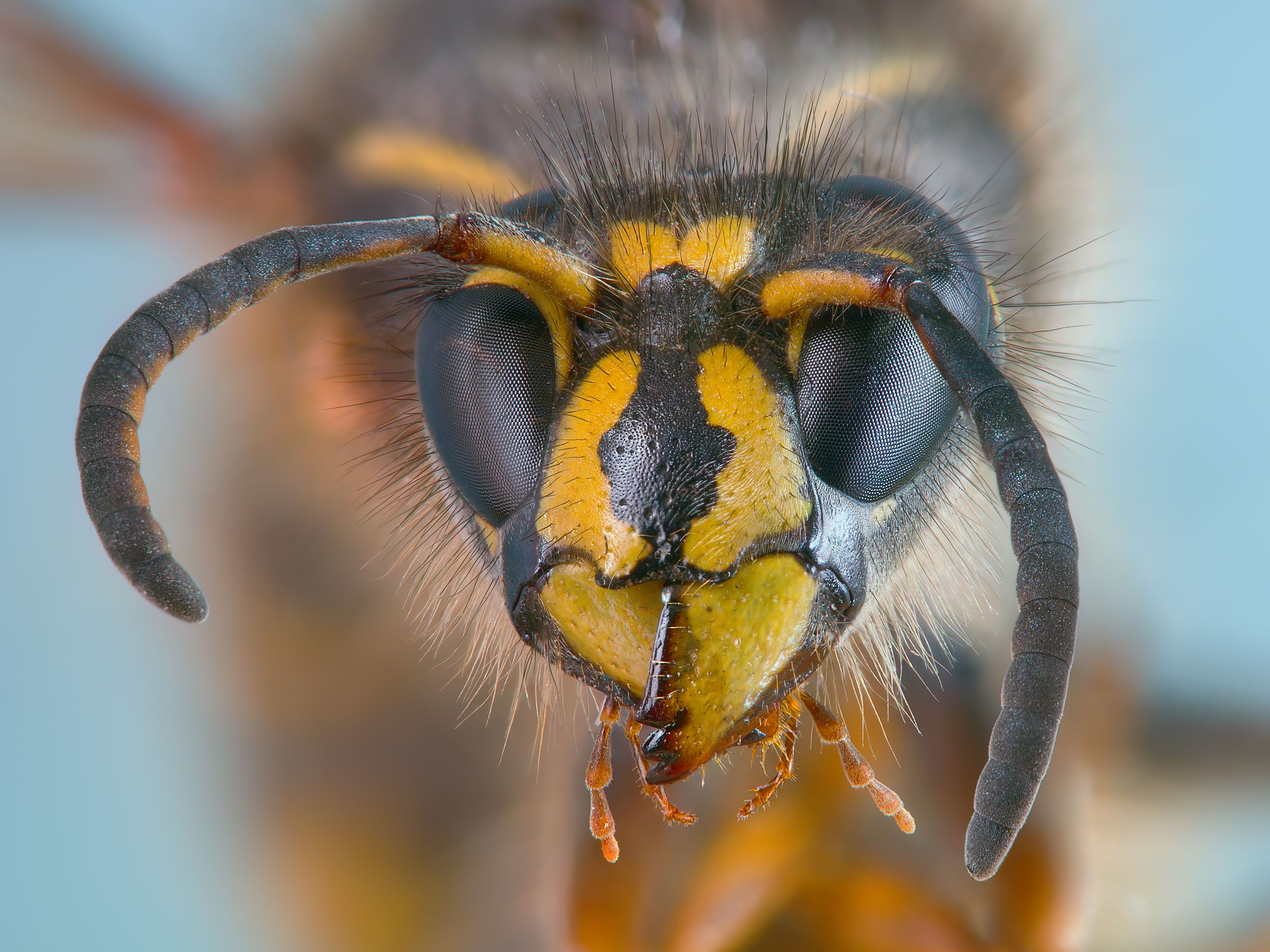 PCデスクトップに動物, 昆虫, ハチ画像を無料でダウンロード