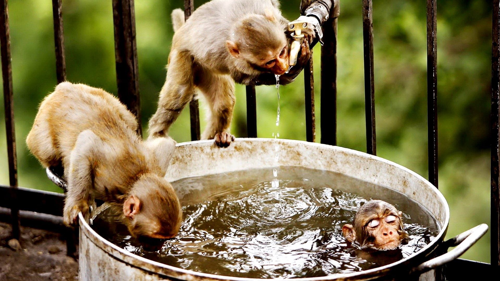 animals, water, monkeys, drink, thirst, bathe