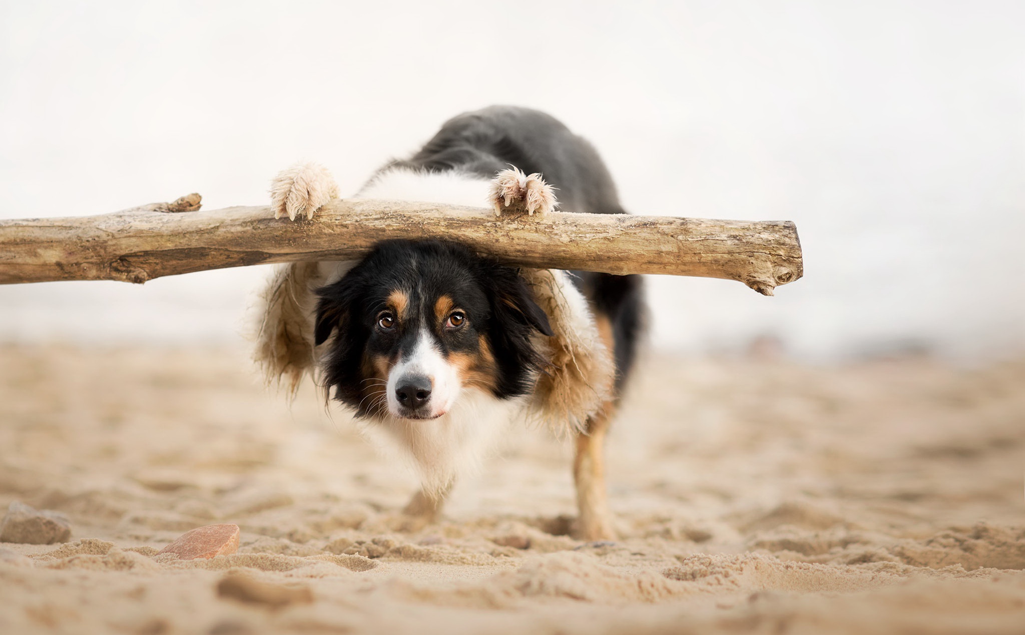 Free download wallpaper Dogs, Sand, Dog, Animal, Border Collie, Depth Of Field on your PC desktop