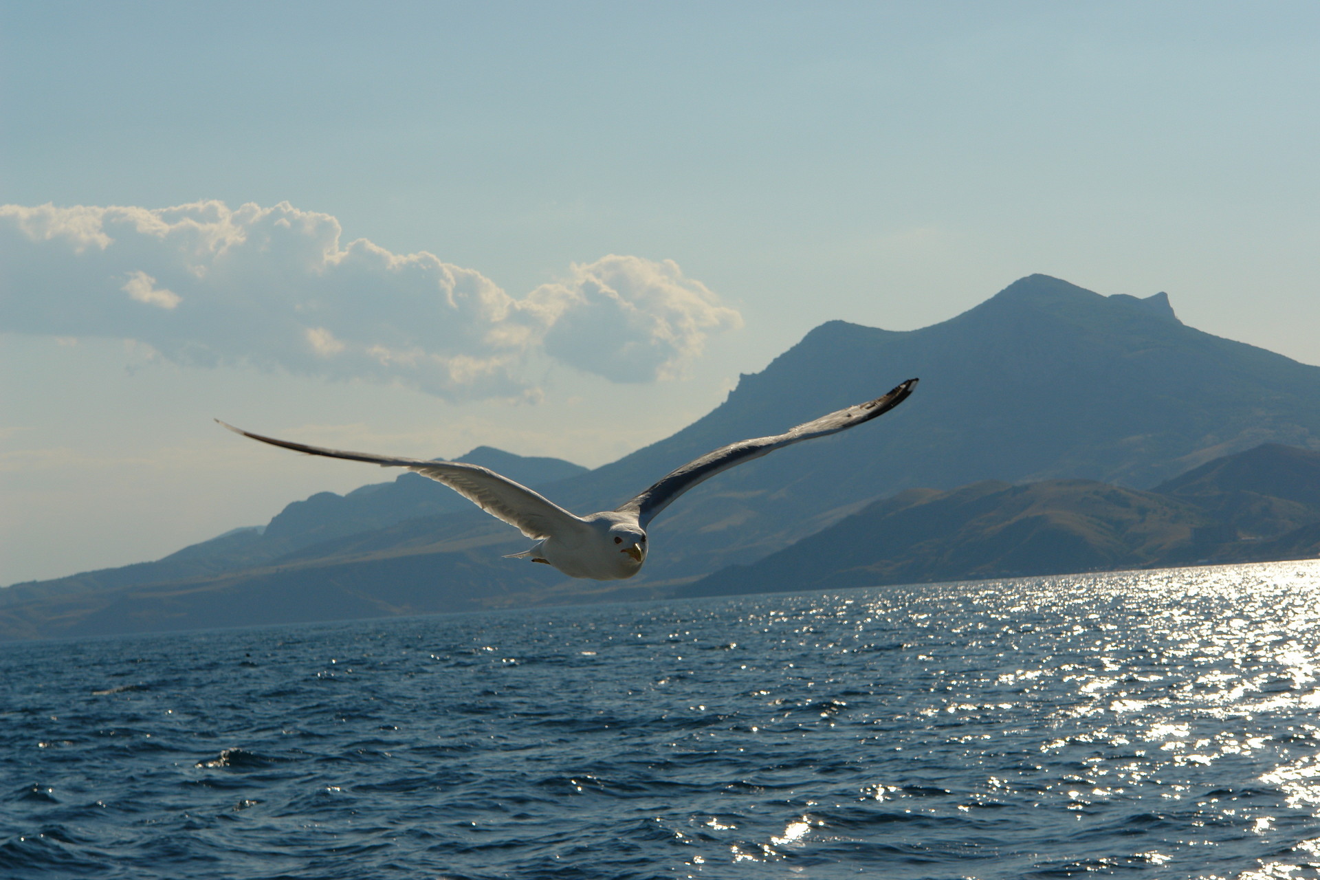 Descarga gratuita de fondo de pantalla para móvil de Animales, Gaviota, Aves.