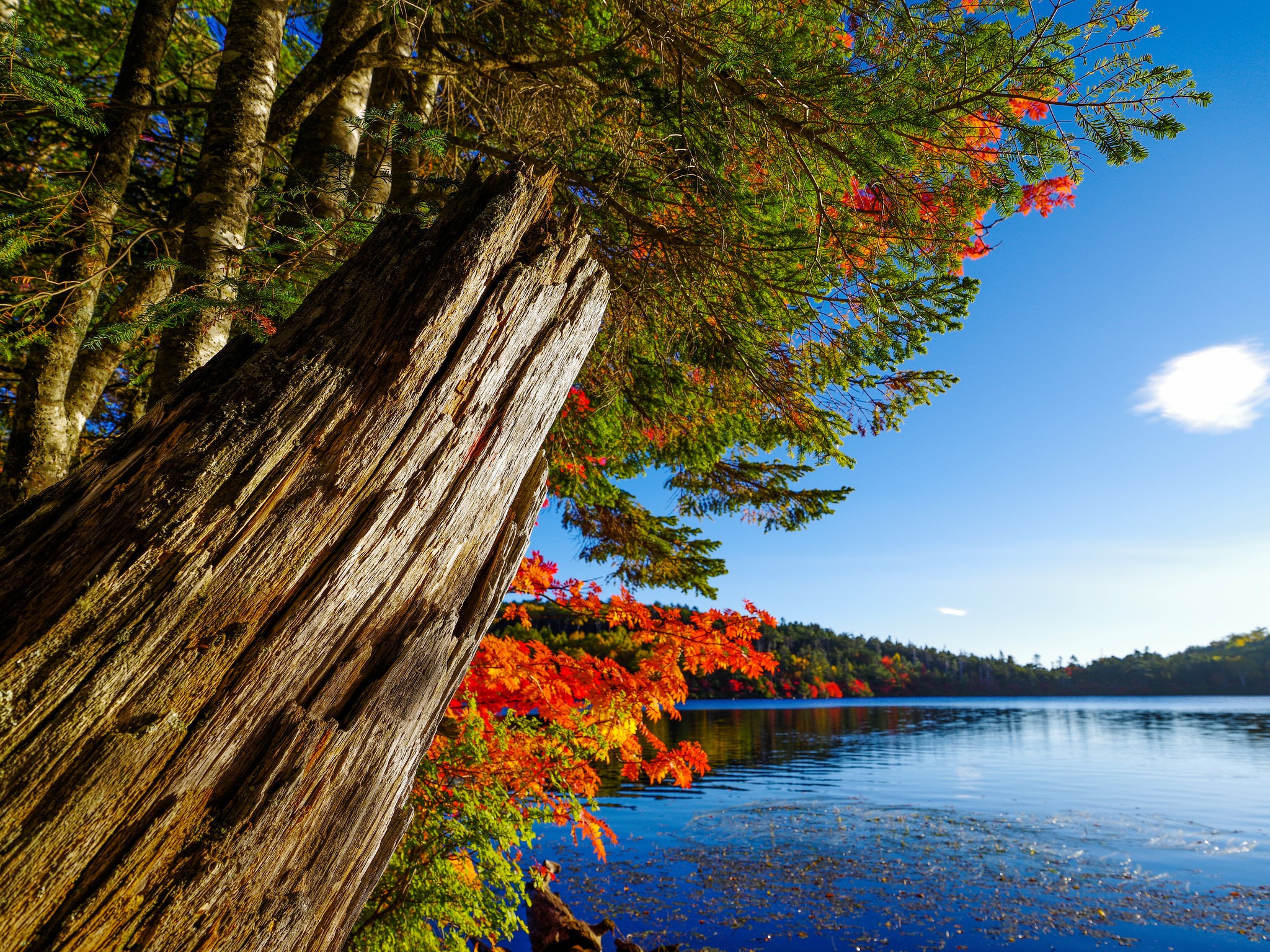 Handy-Wallpaper Herbst, Seen, See, Baum, Erde/natur kostenlos herunterladen.