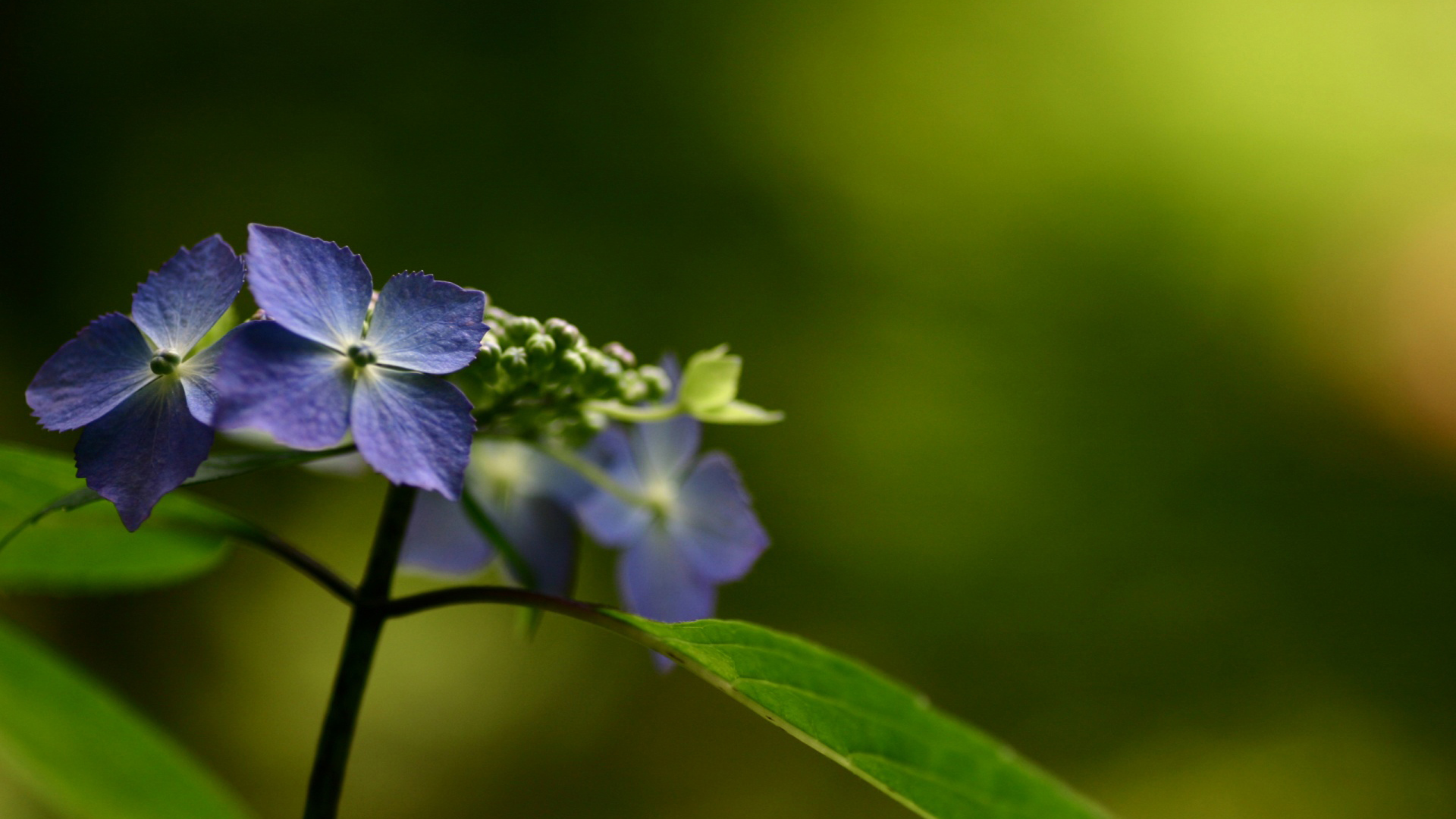 Laden Sie das Blume, Hortensien, Erde/natur-Bild kostenlos auf Ihren PC-Desktop herunter