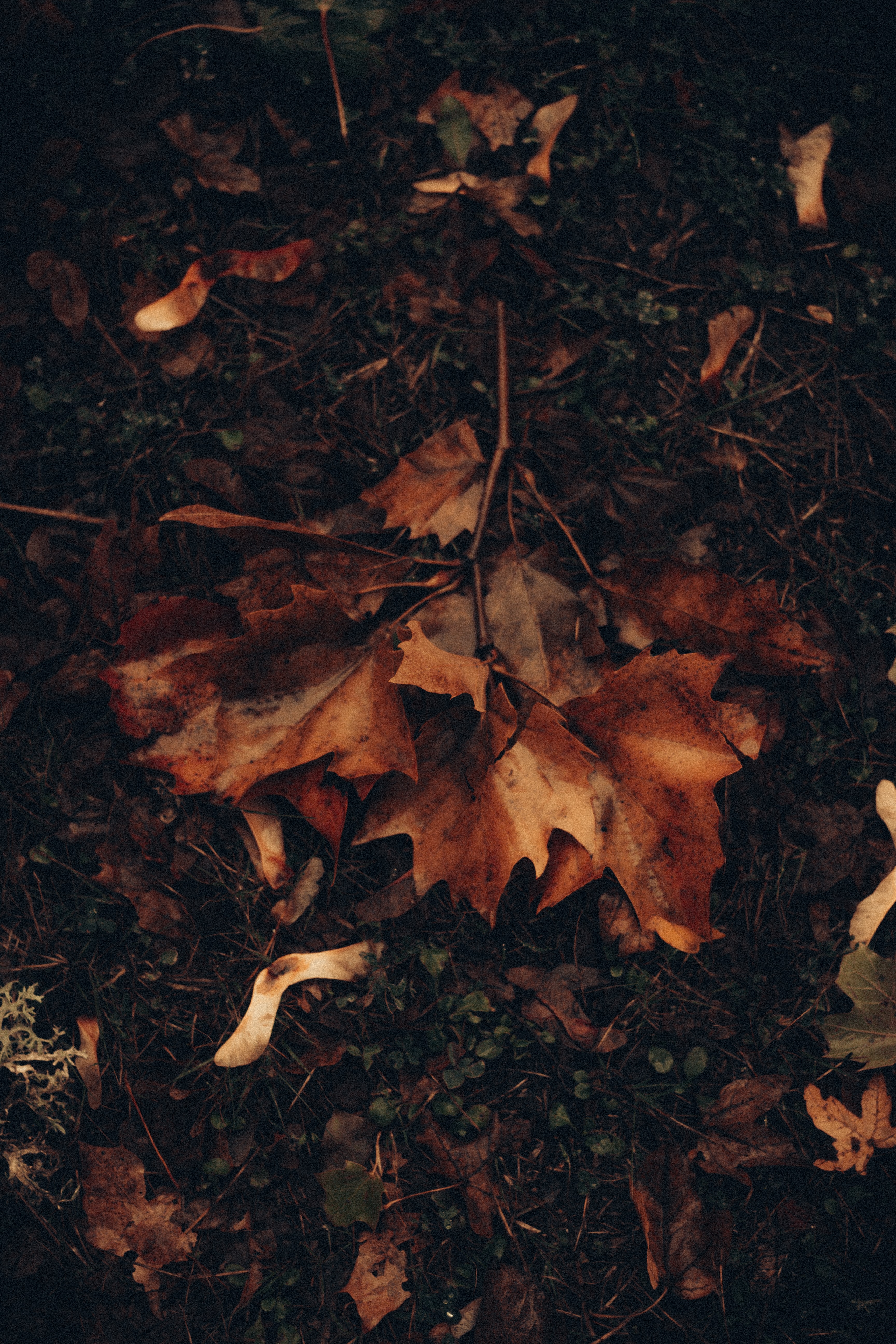 Free download wallpaper Nature, Grass, Autumn, Leaves, Foliage, Maple on your PC desktop