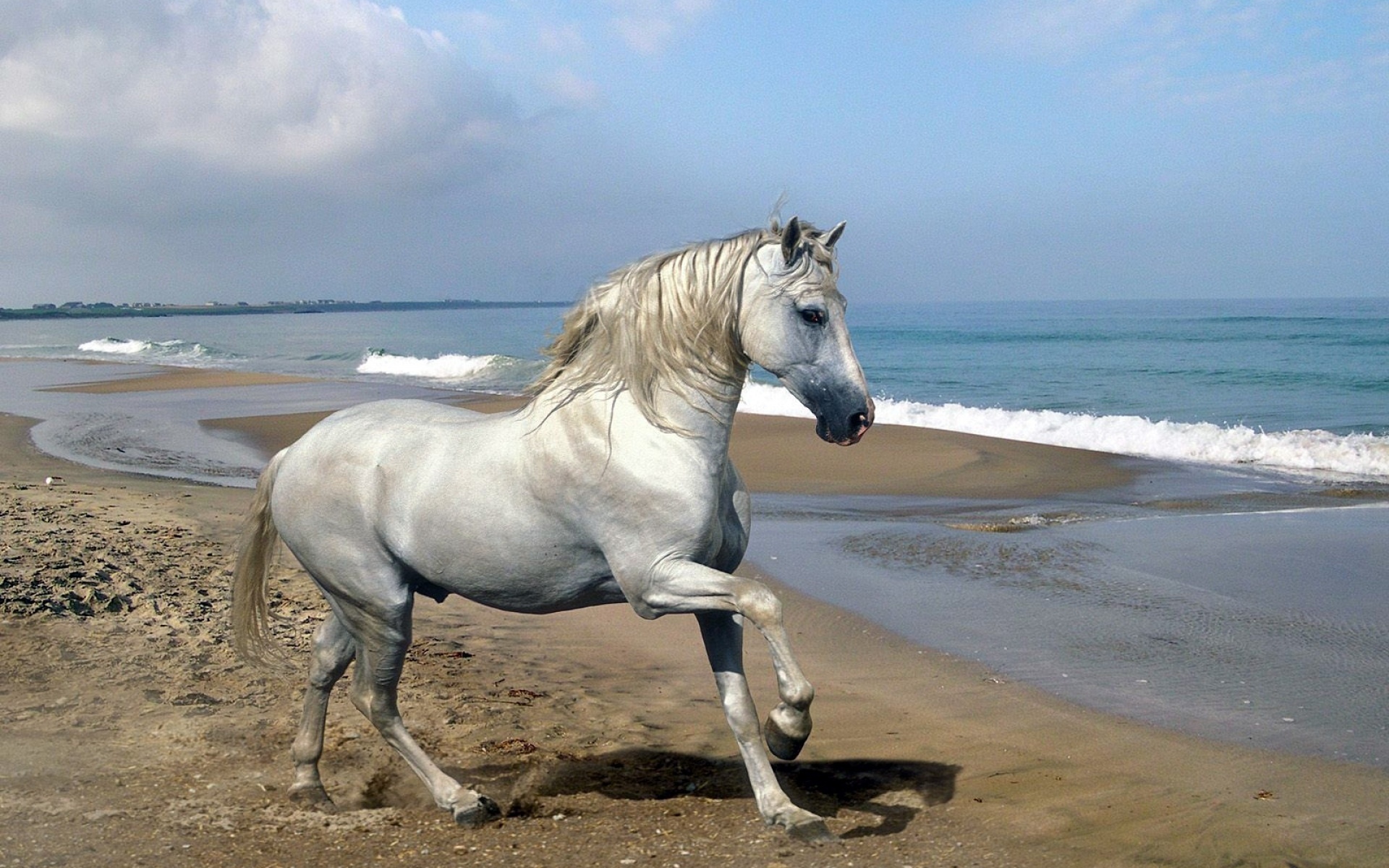 無料モバイル壁紙動物, 馬をダウンロードします。