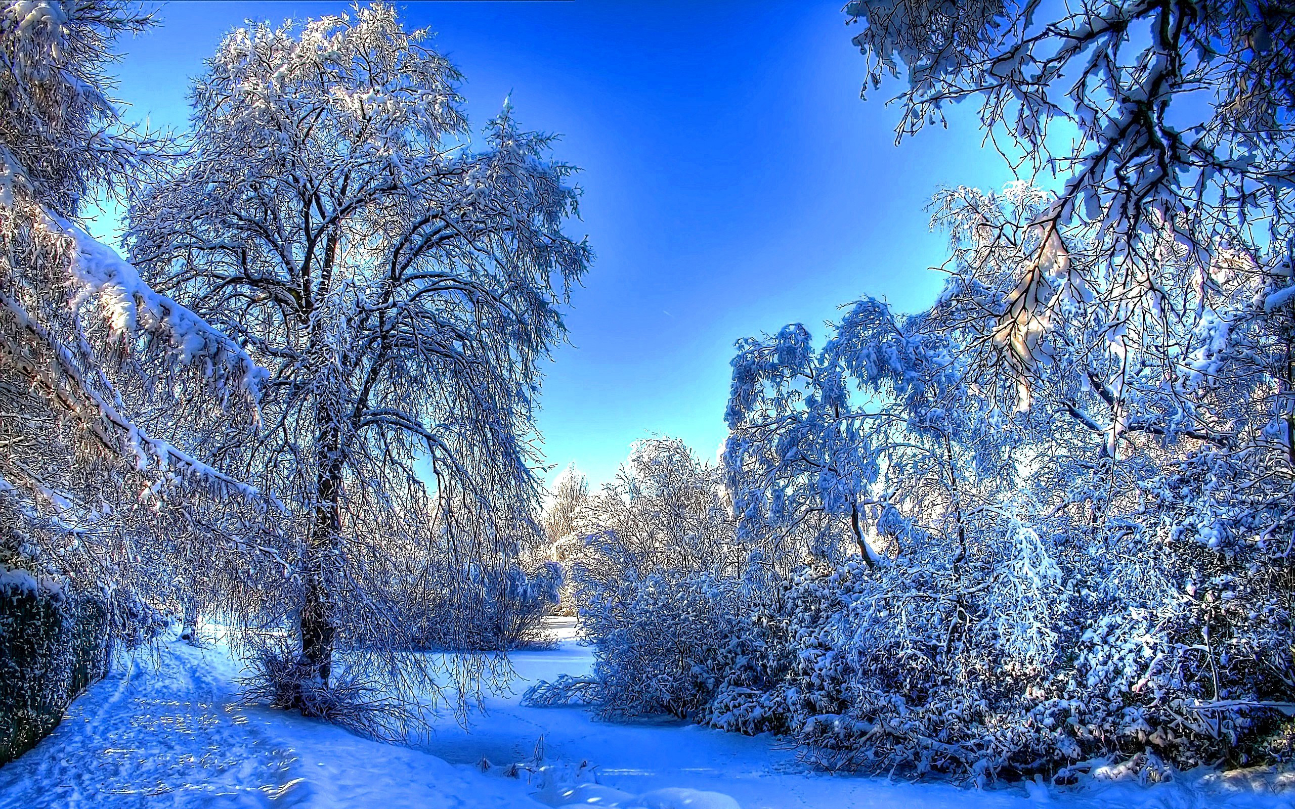 Скачать обои бесплатно Зима, Деревья, Пейзаж картинка на рабочий стол ПК