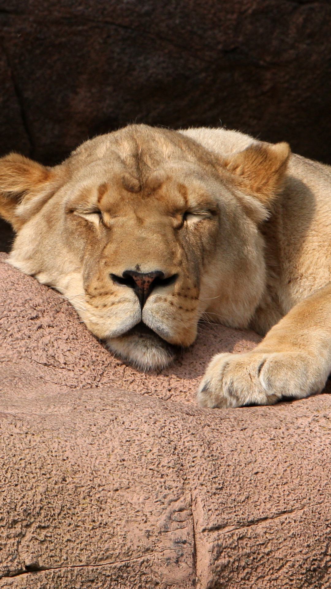 Téléchargez des papiers peints mobile Animaux, Chats, Lion gratuitement.