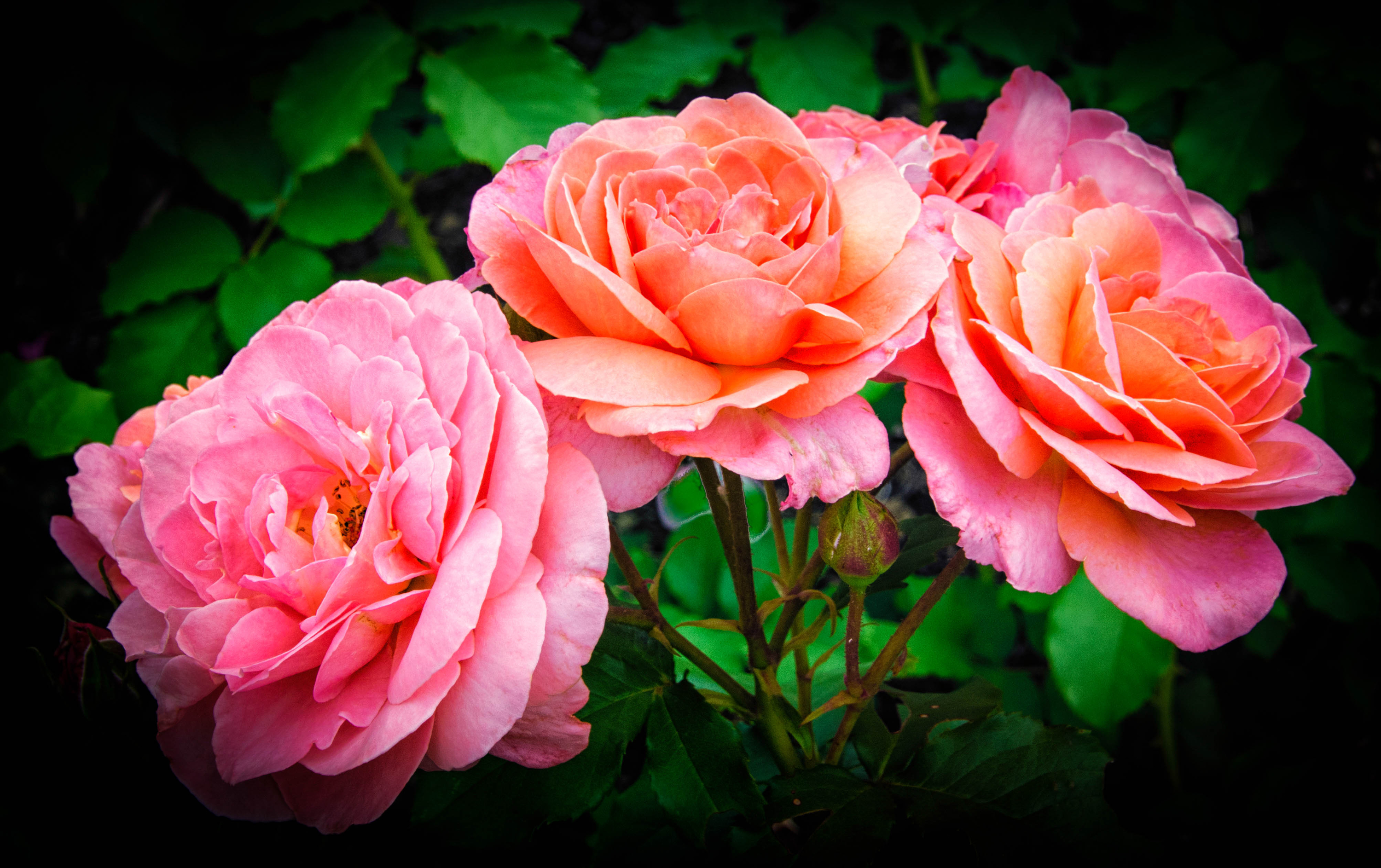 Téléchargez gratuitement l'image Fleurs, Rose, Fleur, Terre/nature, Fleur Rose sur le bureau de votre PC