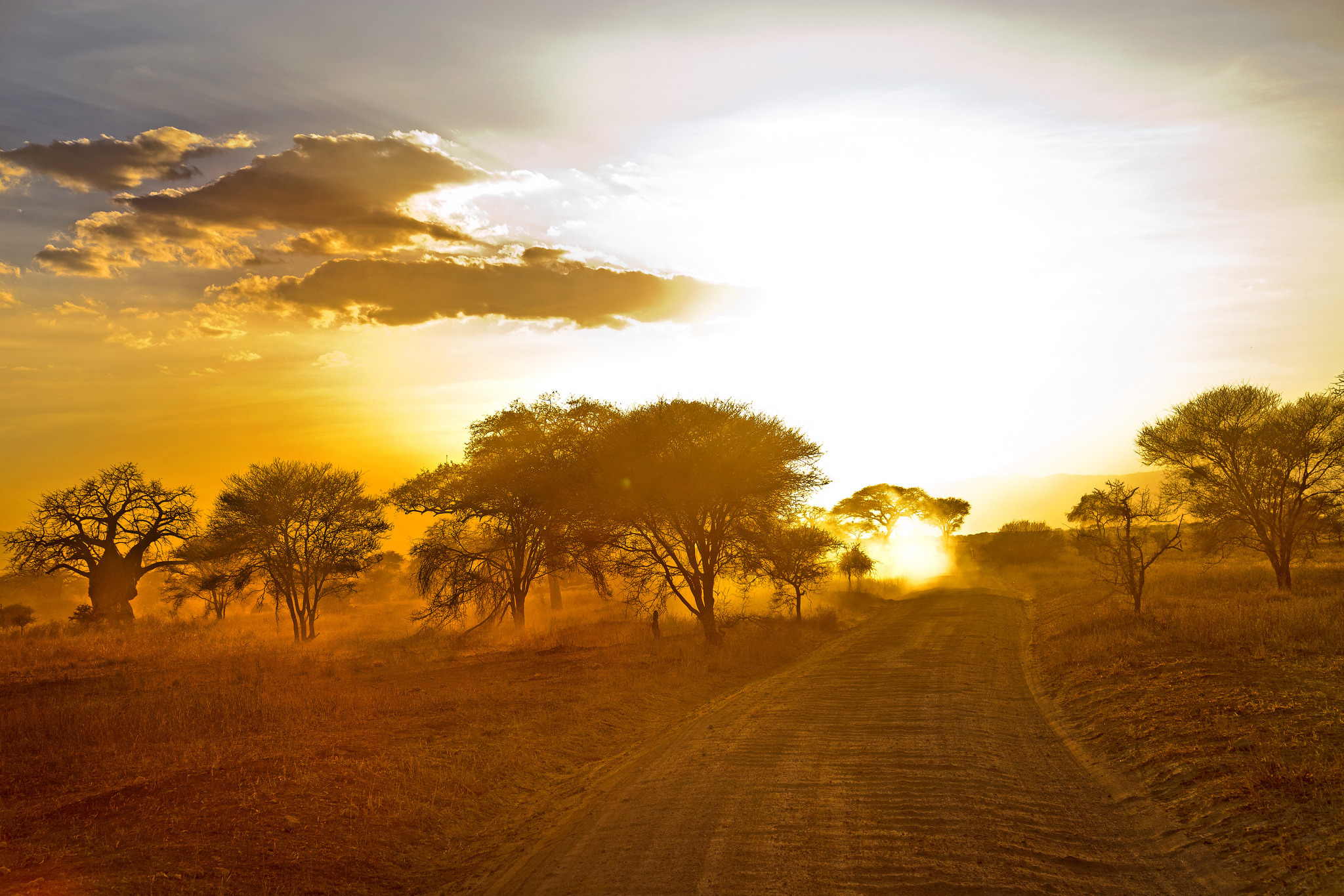 africa, trees, nature, sand, dawn, road