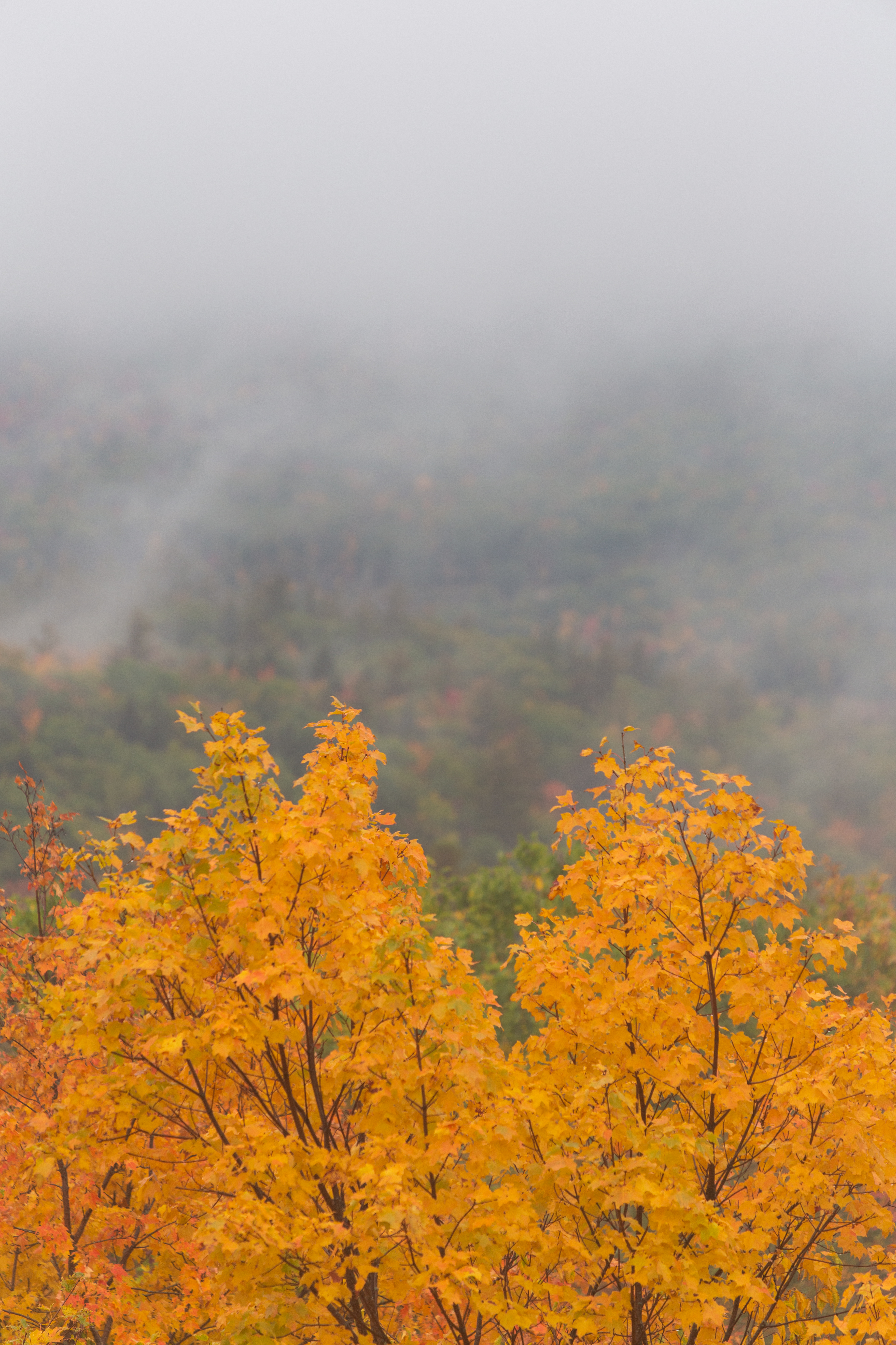 Free download wallpaper Nature, Autumn, Forest, Tree, Wood, Fog, Maple on your PC desktop