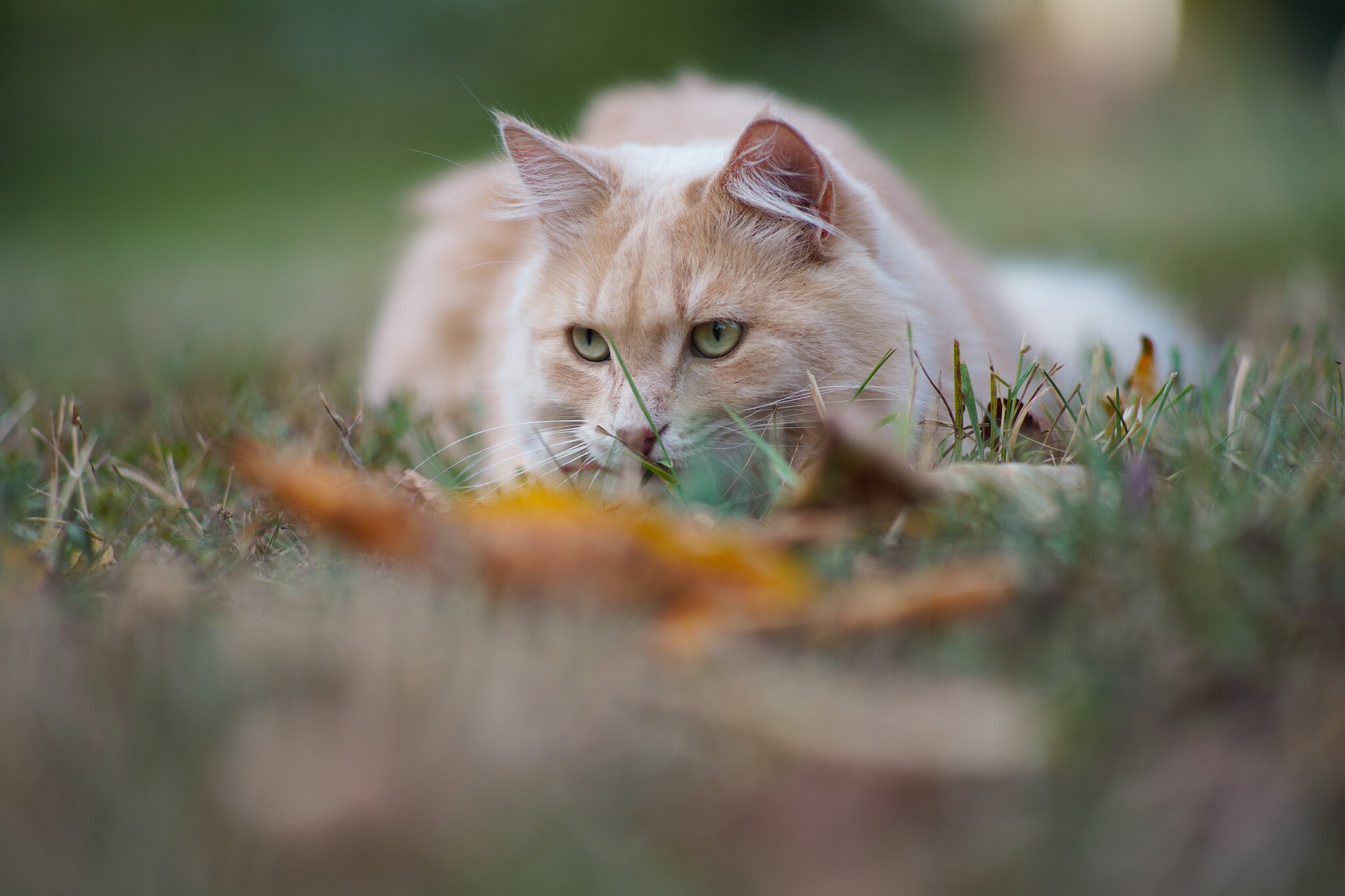 Baixar papel de parede para celular de Animais, Gatos, Gato gratuito.