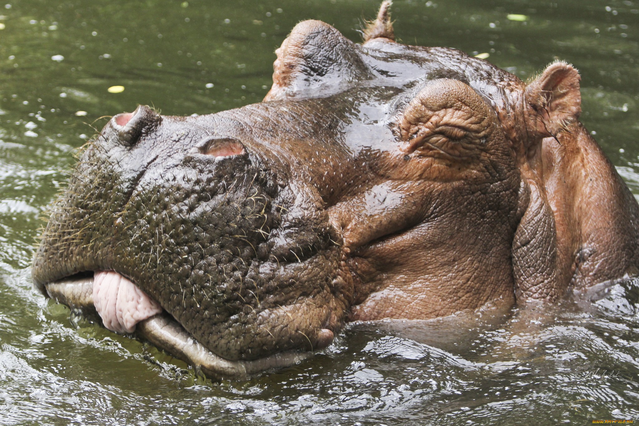 615871 descargar imagen animales, hipopótamo: fondos de pantalla y protectores de pantalla gratis