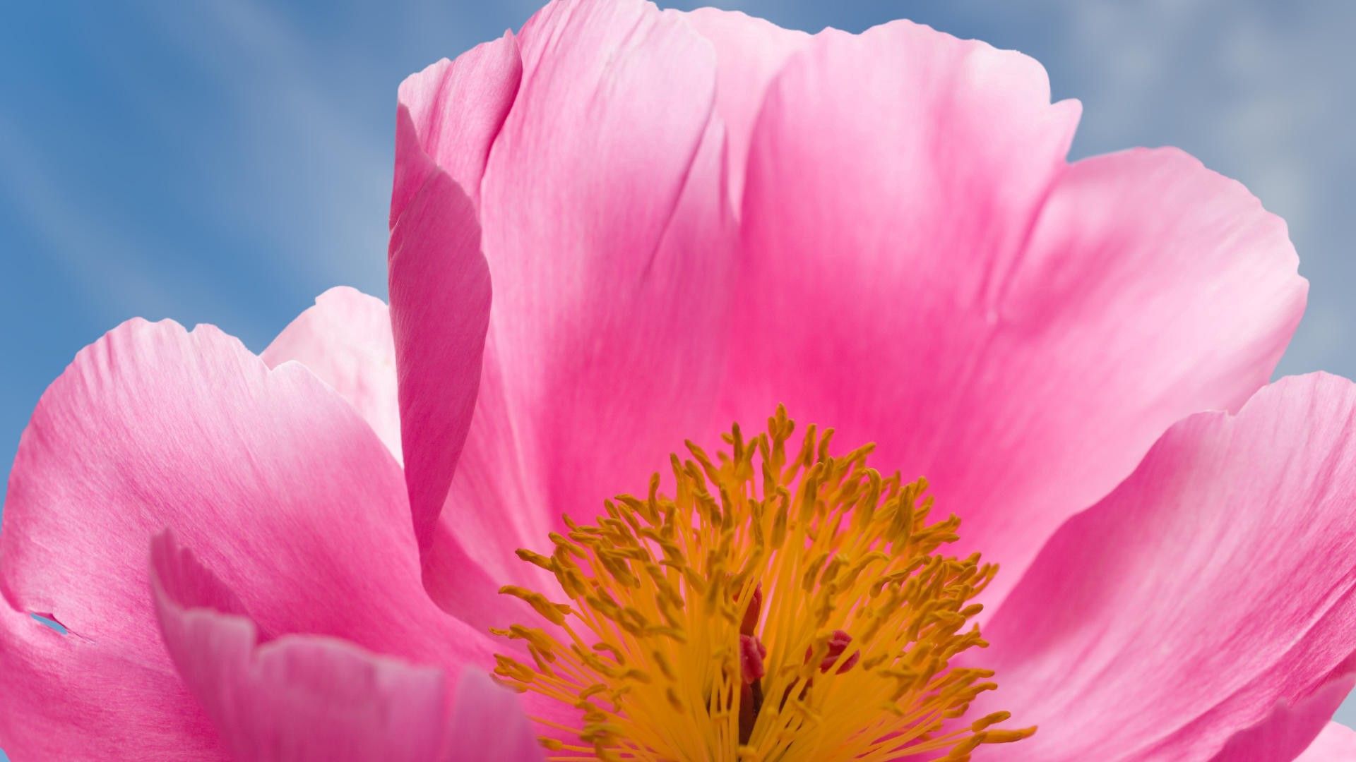 Download mobile wallpaper Stamens, Flower, Macro, Petals, Pink for free.