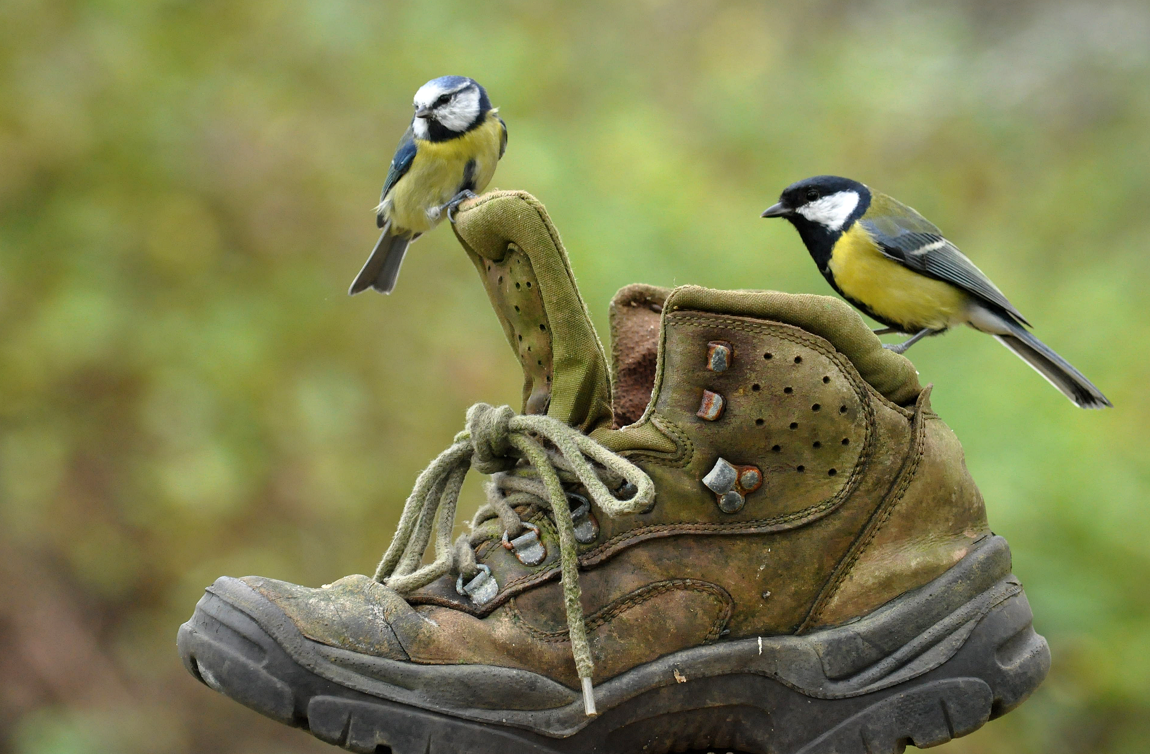 Free download wallpaper Birds, Bird, Animal, Titmouse, Shoe on your PC desktop