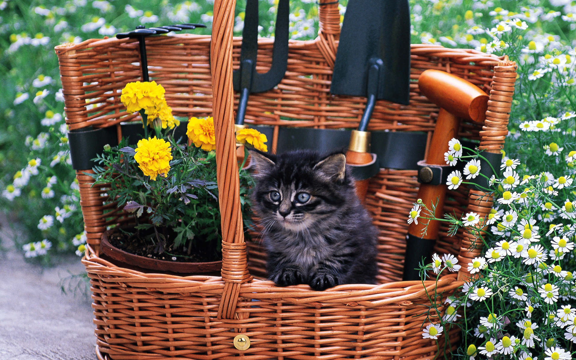 Baixe gratuitamente a imagem Animais, Gatos, Gato na área de trabalho do seu PC