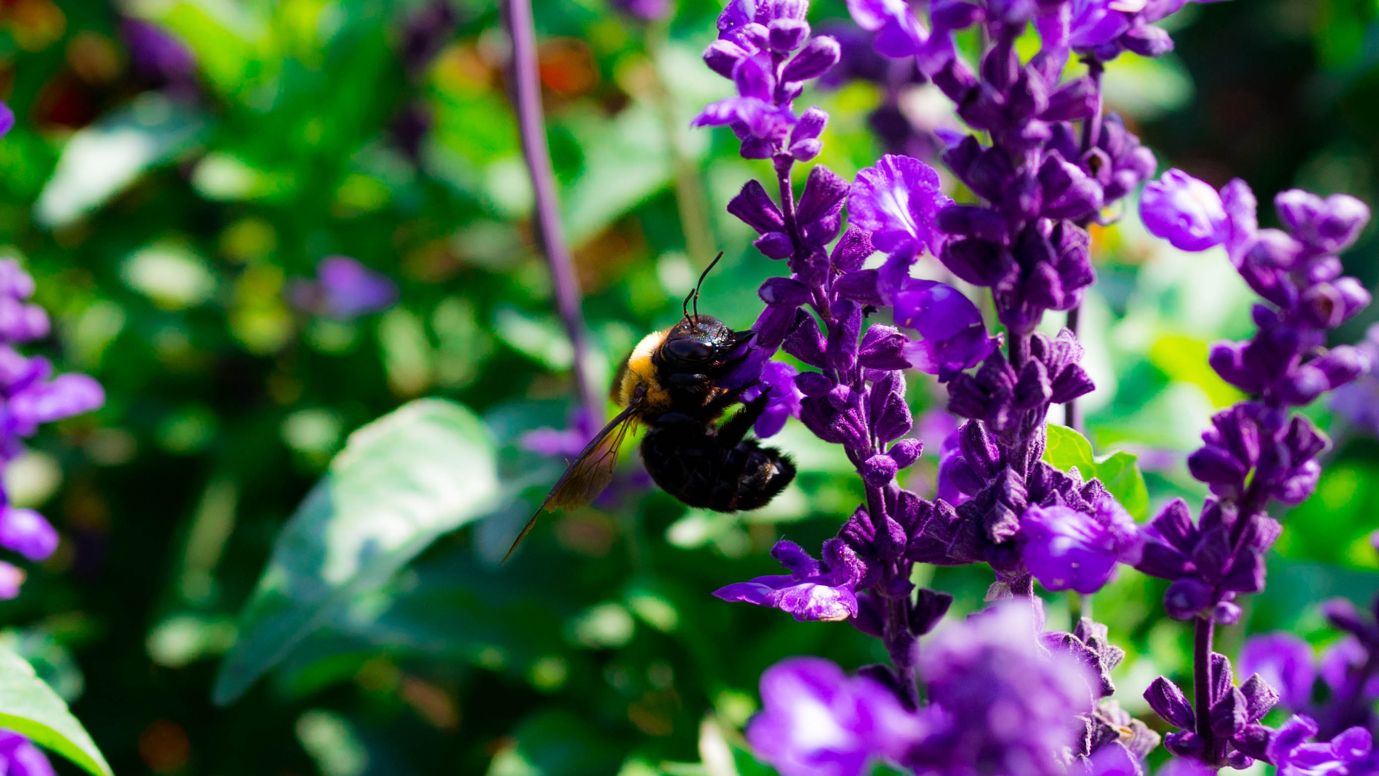 flowers, macro, bee, pollination wallpapers for tablet