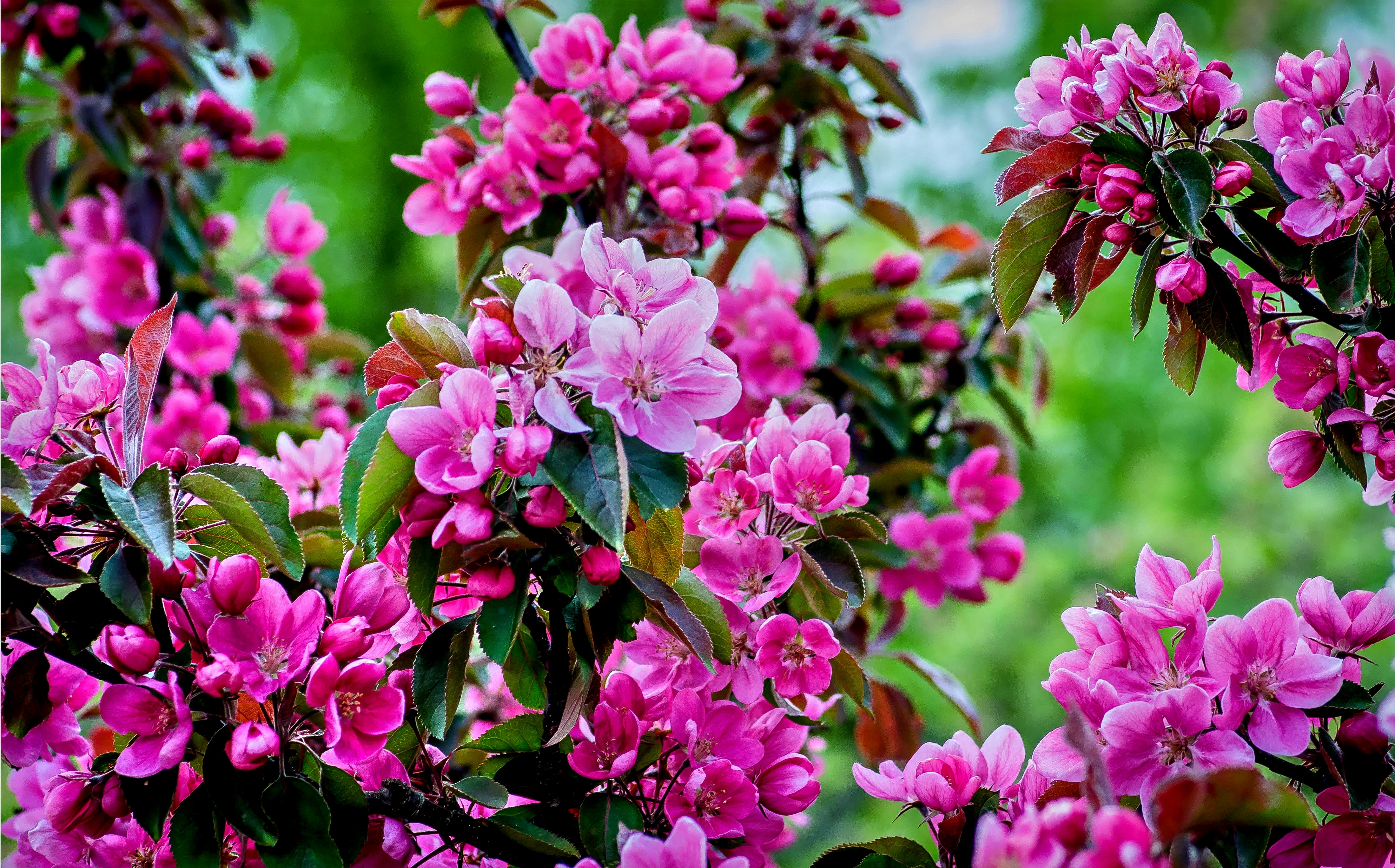 無料モバイル壁紙フラワーズ, 花, ブランチ, 地球, 春, 桜の花, ピンクの花をダウンロードします。