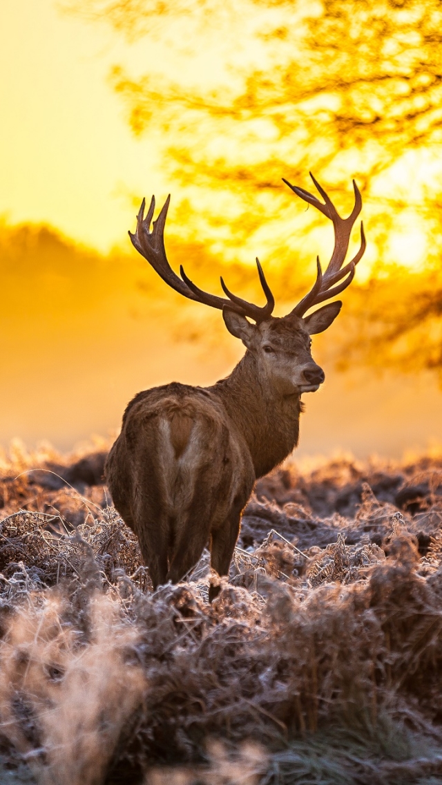 Handy-Wallpaper Tiere, Hirsch kostenlos herunterladen.