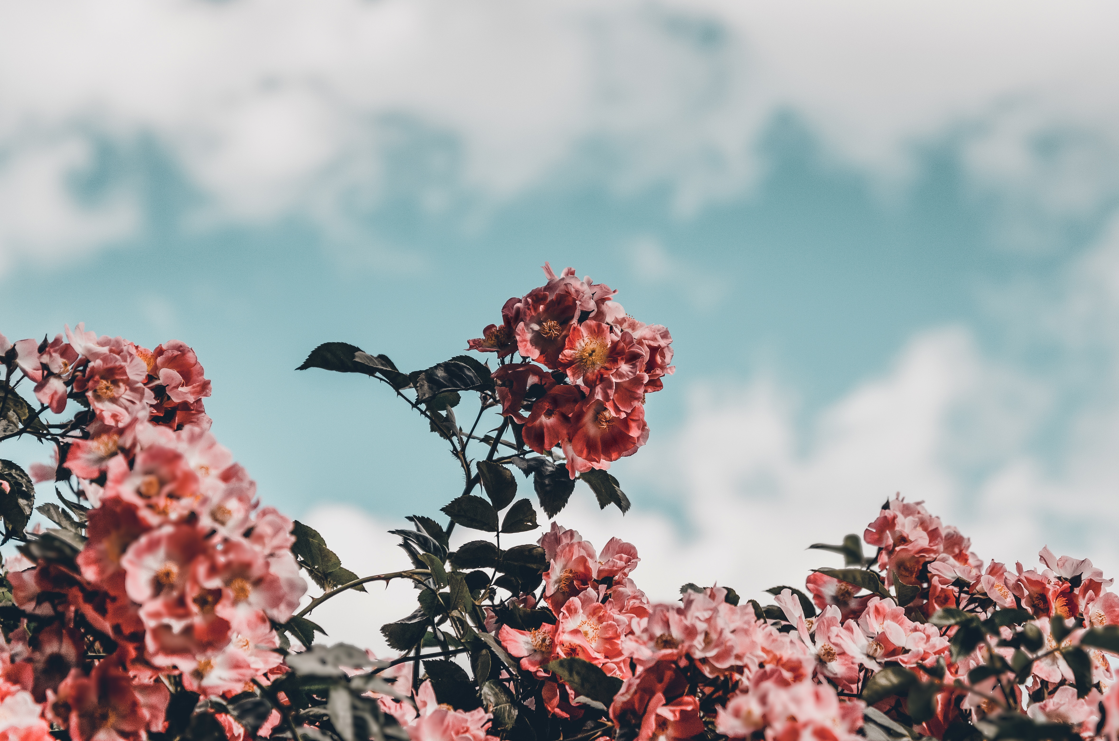 Descarga gratis la imagen Cielo, Arbusto, Florecer, Flores, Floración en el escritorio de tu PC