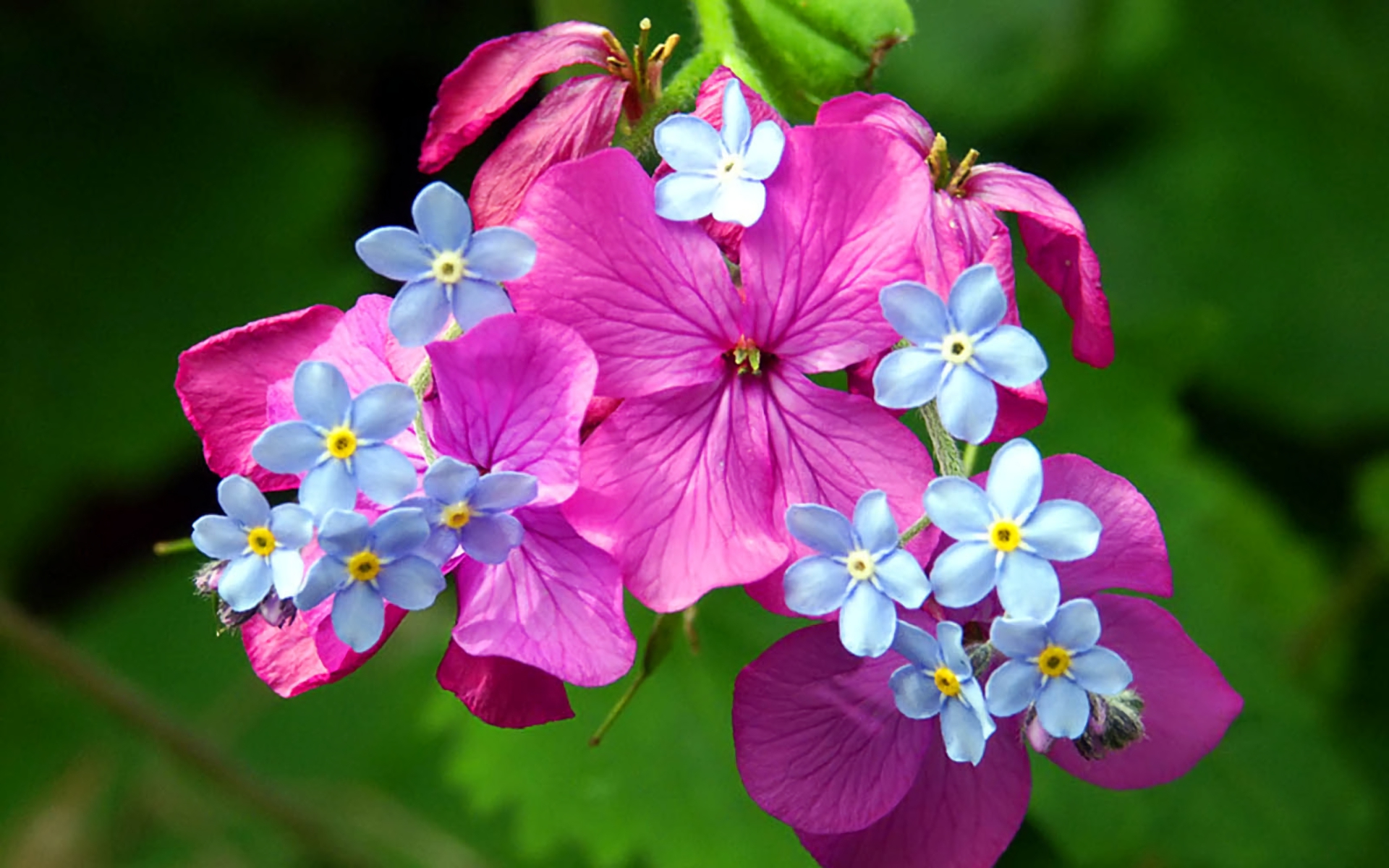Download mobile wallpaper Flowers, Flower, Earth, Forget Me Not, Purple Flower, Blue Flower for free.