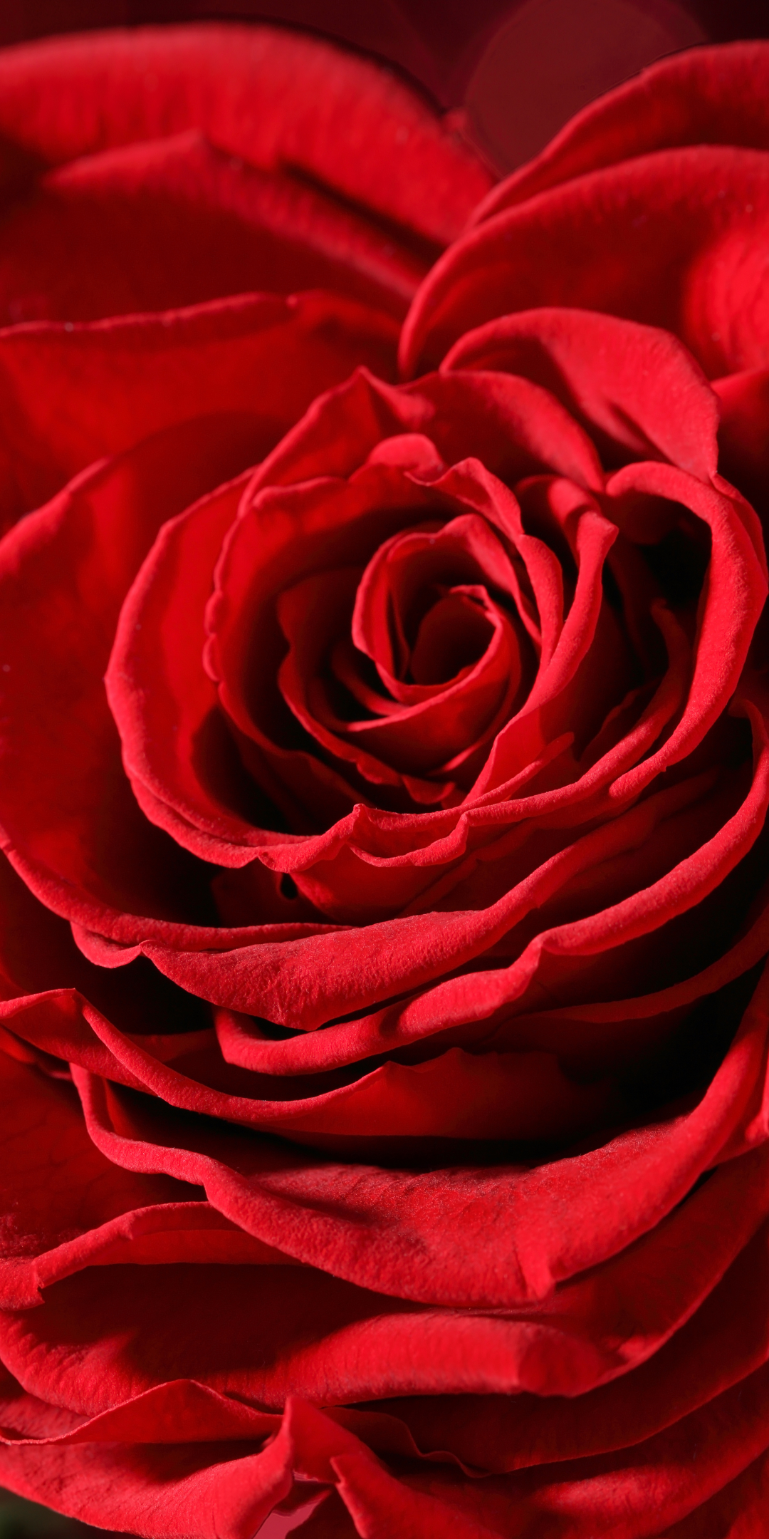 Download mobile wallpaper Flowers, Flower, Macro, Rose, Bud, Earth, Bokeh, Red Rose, Red Flower for free.