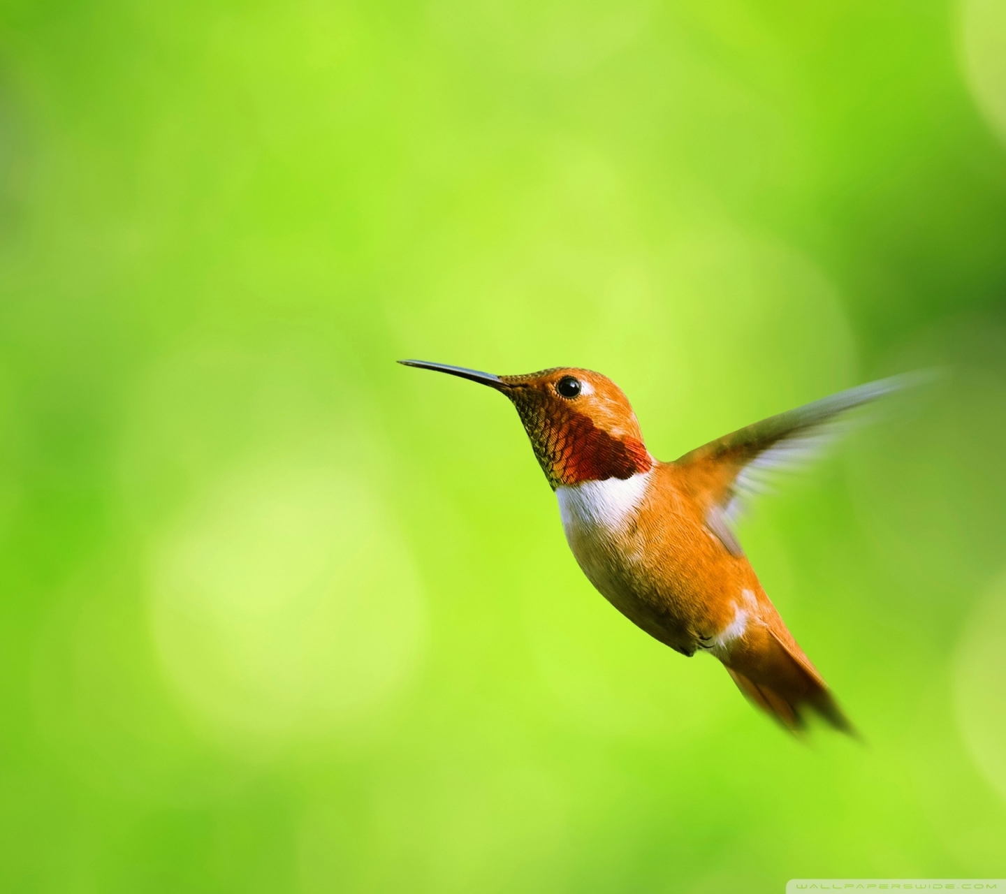 無料モバイル壁紙動物, 鳥, ハチドリをダウンロードします。