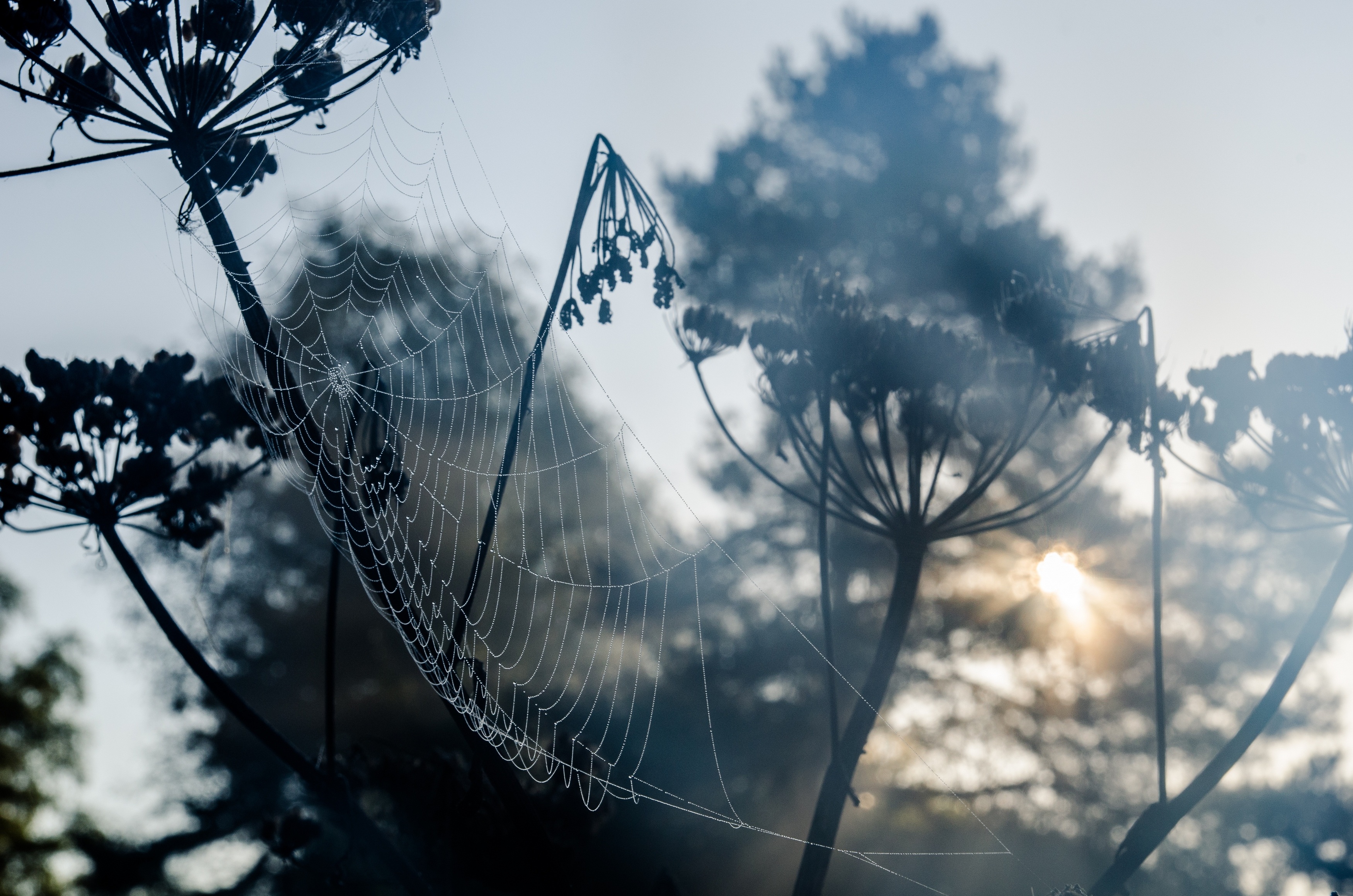 Download mobile wallpaper Close Up, Photography, Spider Web for free.