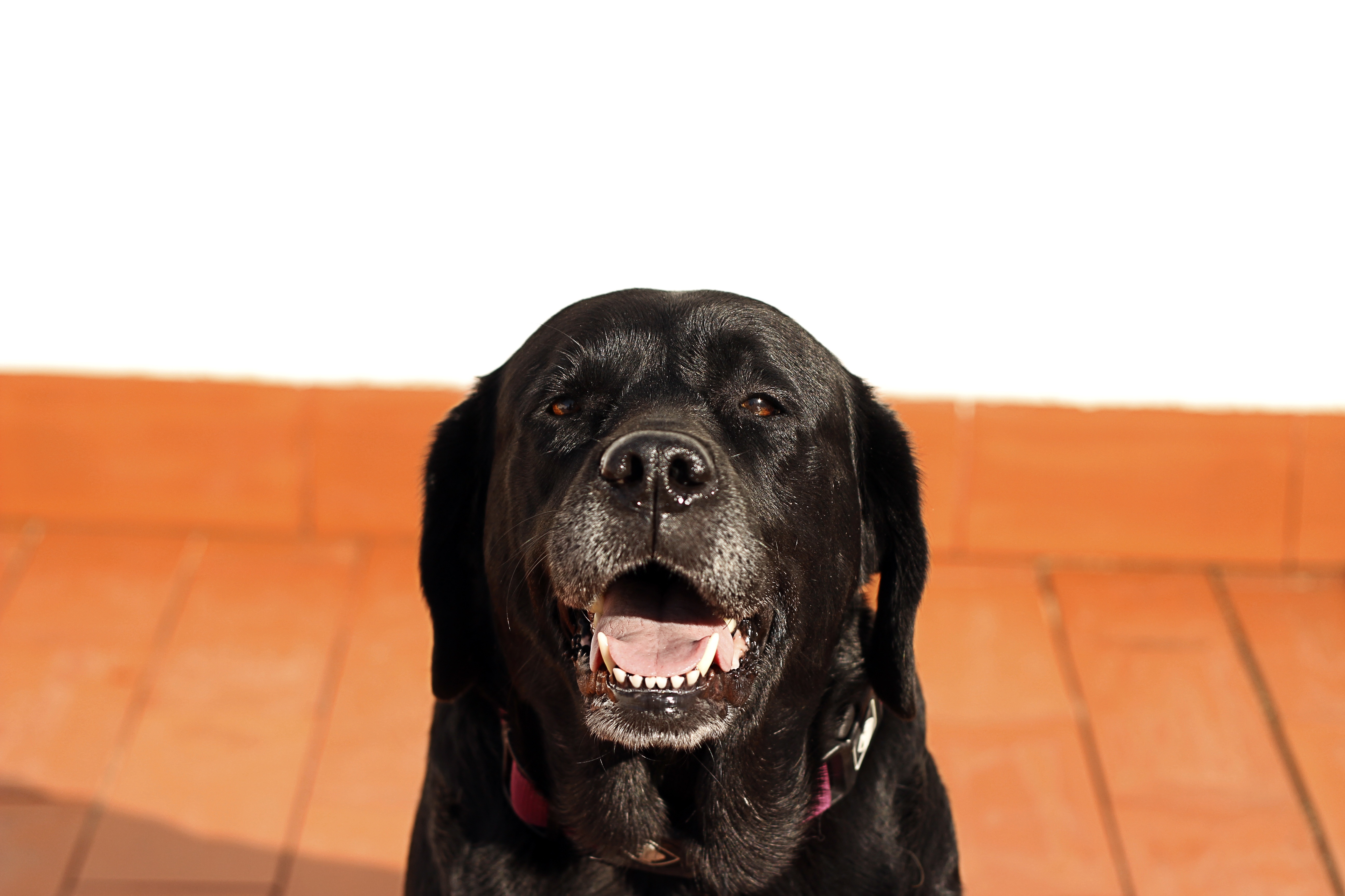 Handy-Wallpaper Hund, Schnauze, Das Schwarze, Labrador, Tiere kostenlos herunterladen.