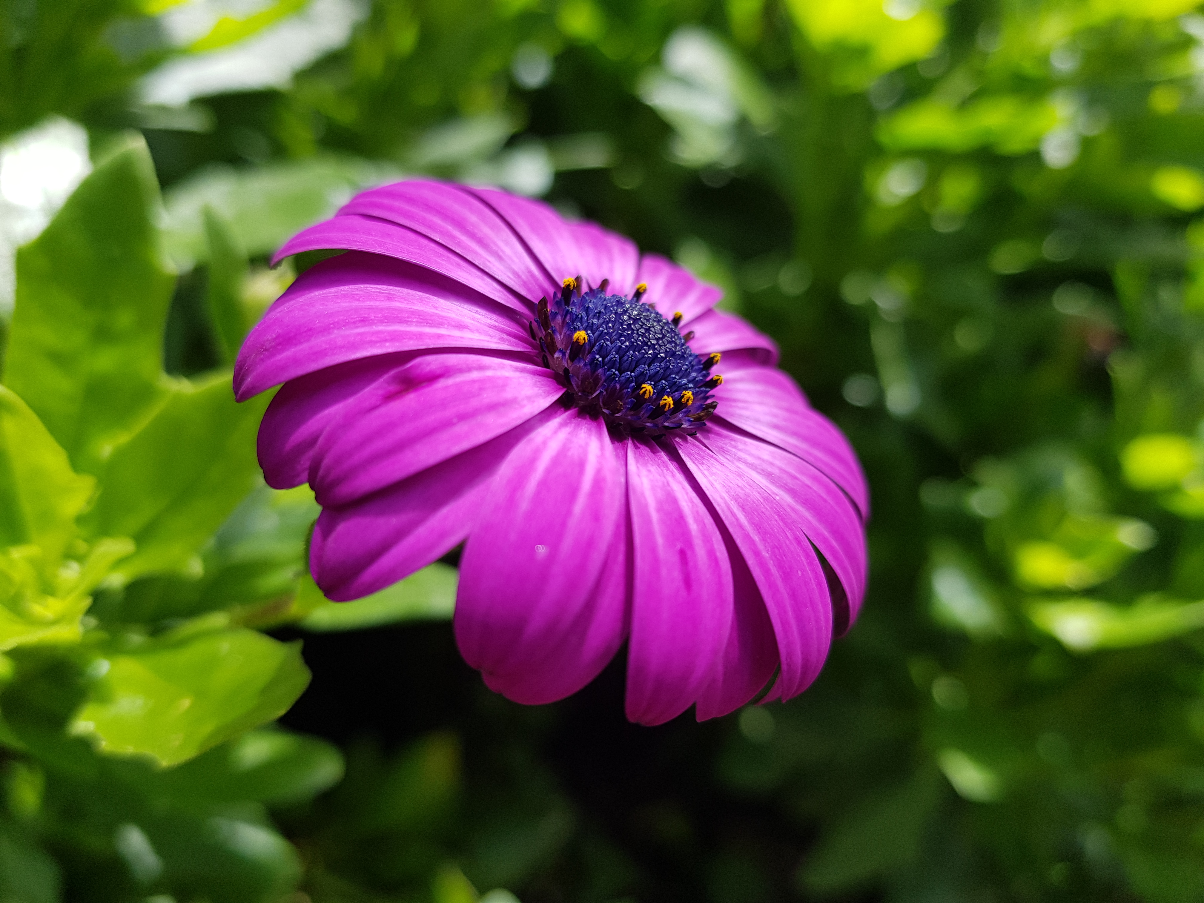 Laden Sie das Blume, Makro, Blütenblatt, Gänseblümchen, Erde/natur, Kapkörbchen-Bild kostenlos auf Ihren PC-Desktop herunter