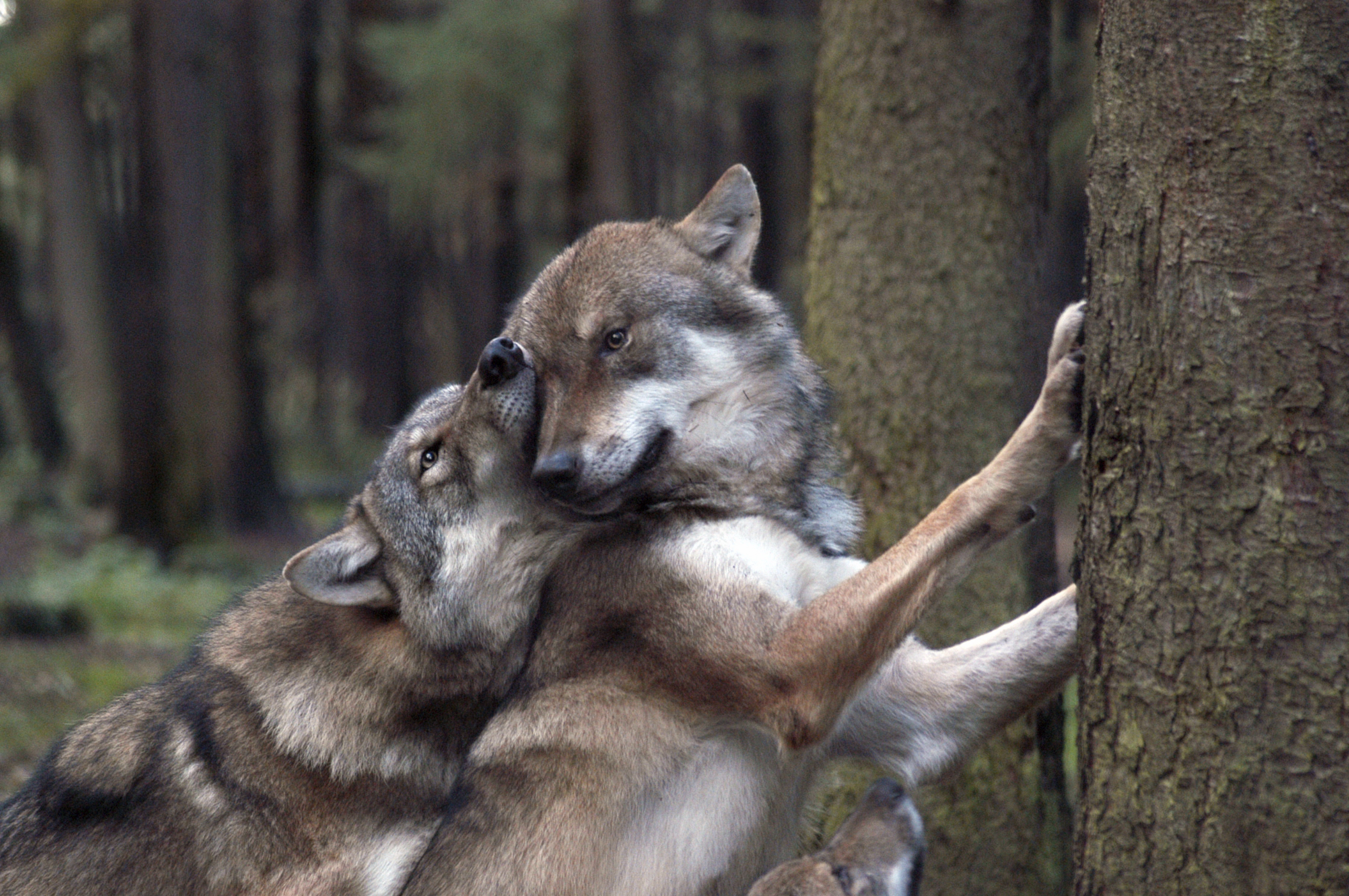 Baixe gratuitamente a imagem Floresta, Lobos, Animais, Jogos na área de trabalho do seu PC